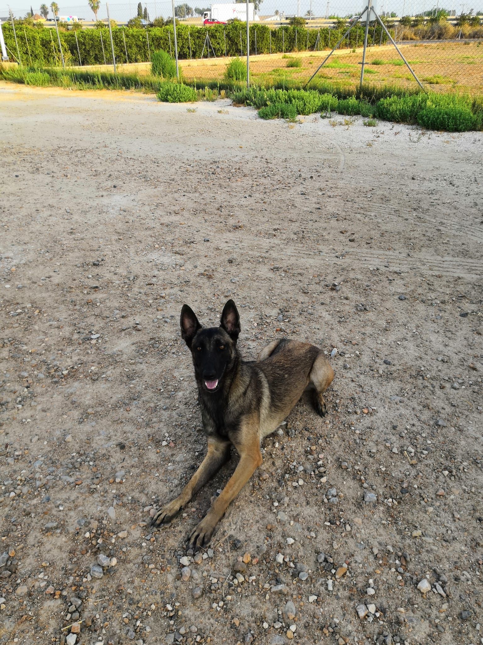 Residencia y guardería canina: Servicios de Murcia Dog Residencia y guardería canina: Servicios de Murcia Dog