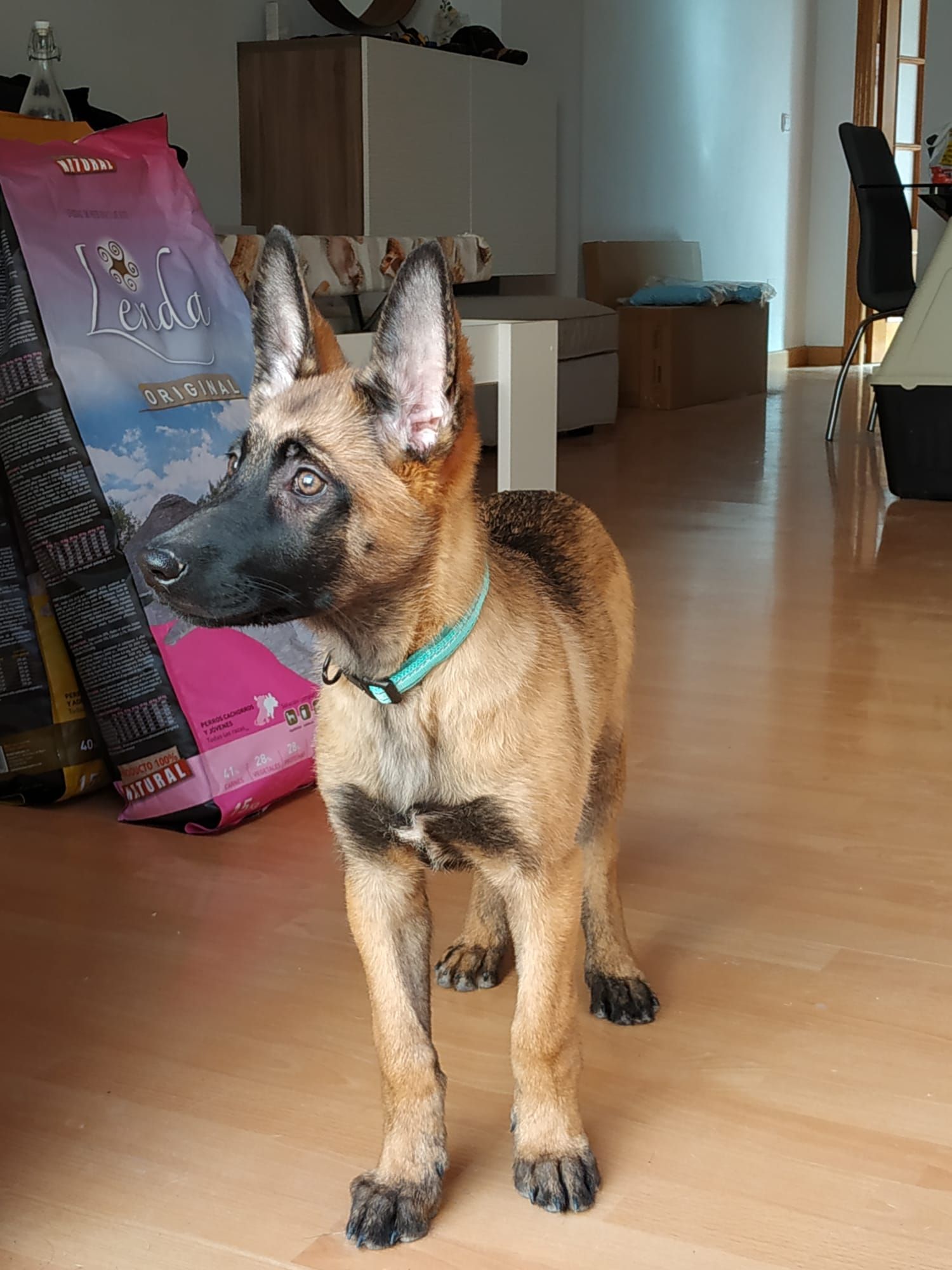 Residencia y guardería canina: Servicios de Murcia Dog Residencia y guardería canina: Servicios de Murcia Dog