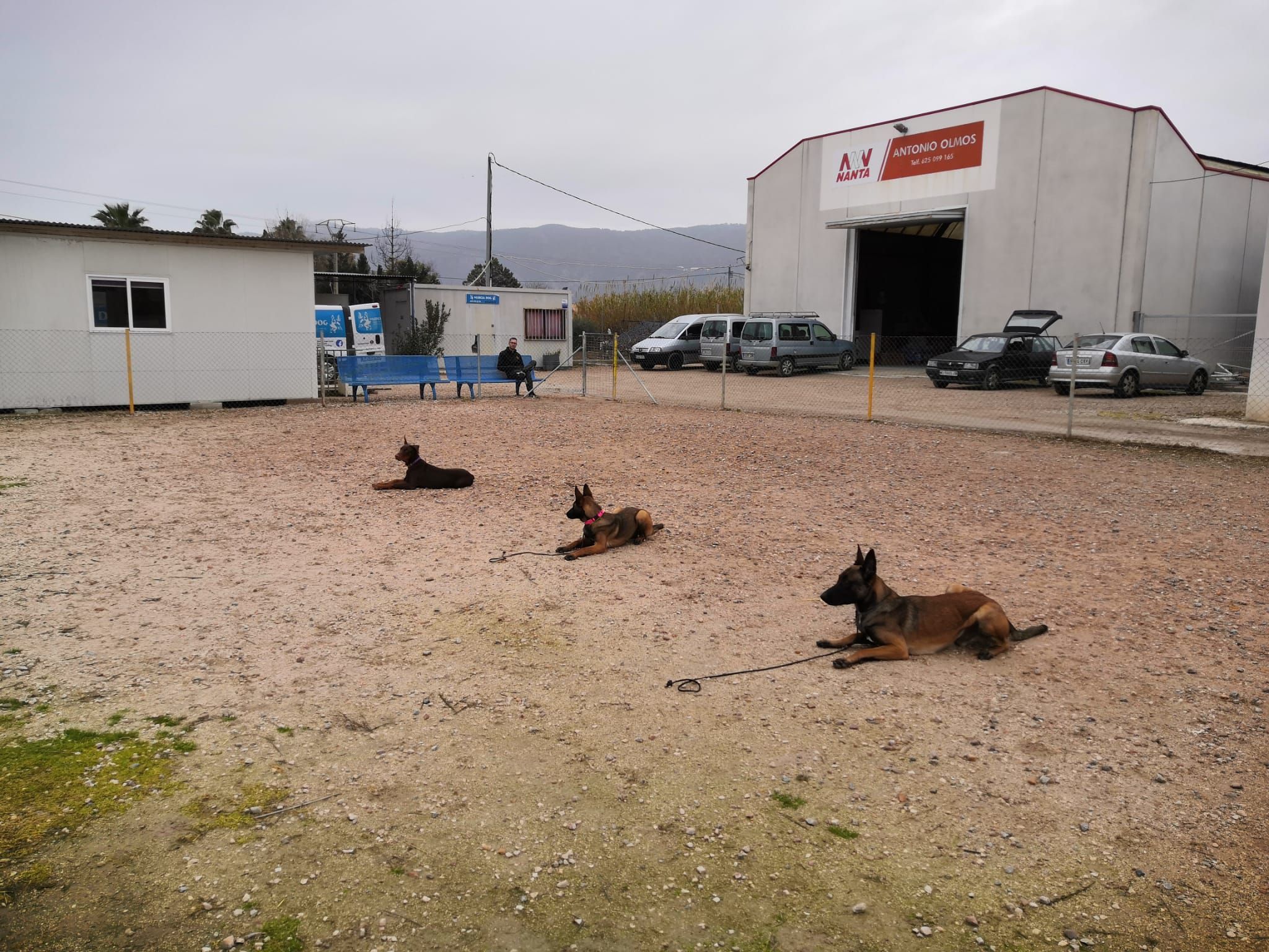 Cursos y adiestramiento: Servicios de Murcia Dog Cursos y adiestramiento: Servicios de Murcia Dog