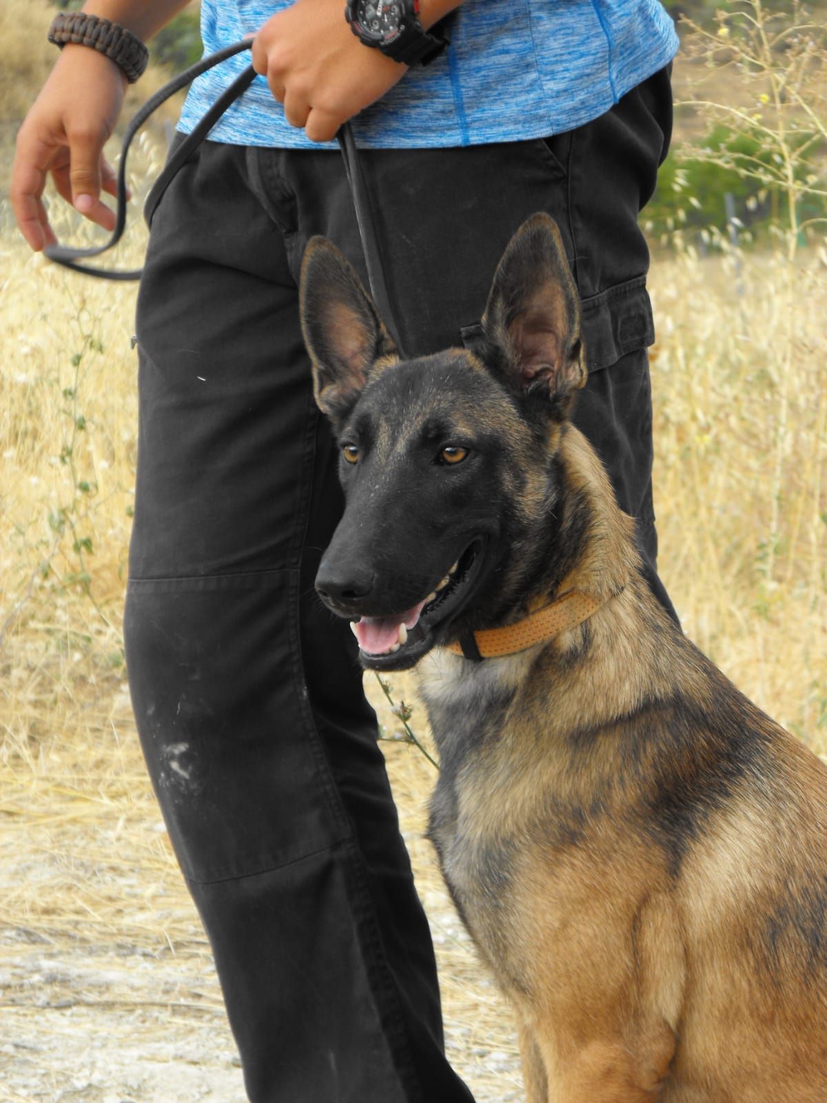 Cursos y adiestramiento: Servicios de Murcia Dog Cursos y adiestramiento: Servicios de Murcia Dog