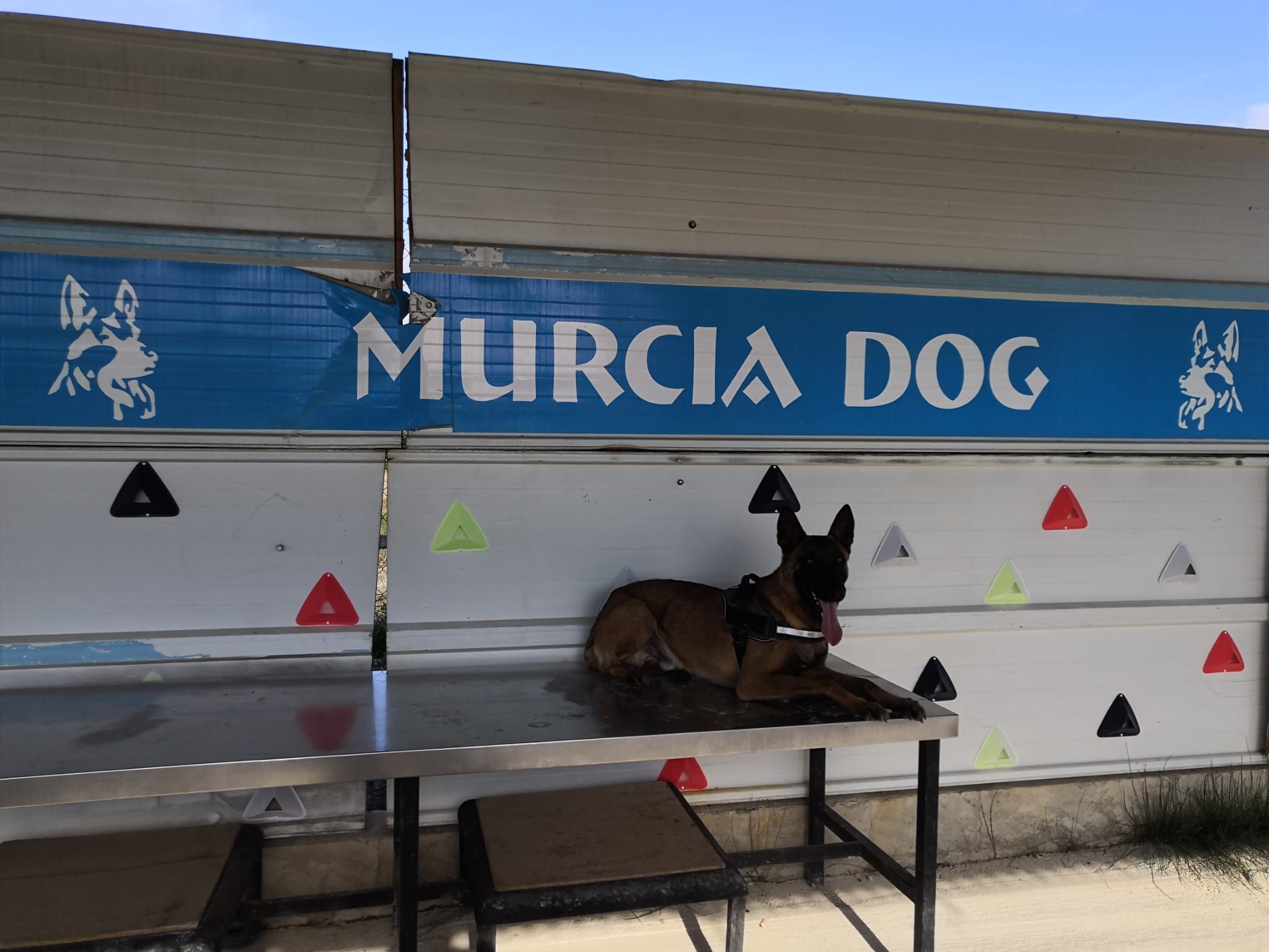 Cuidado de mascotas en Murcia