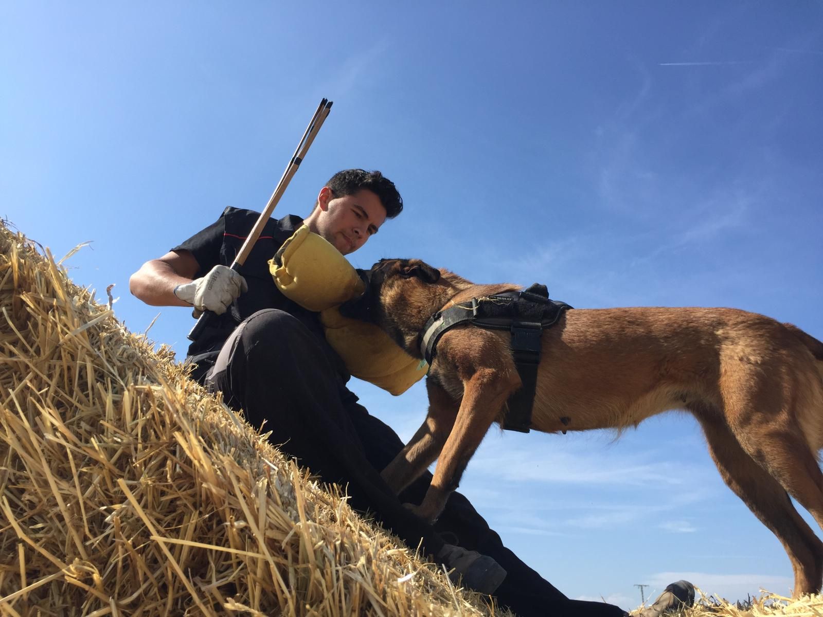 Cursos y adiestramiento: Servicios de Murcia Dog Cursos y adiestramiento: Servicios de Murcia Dog