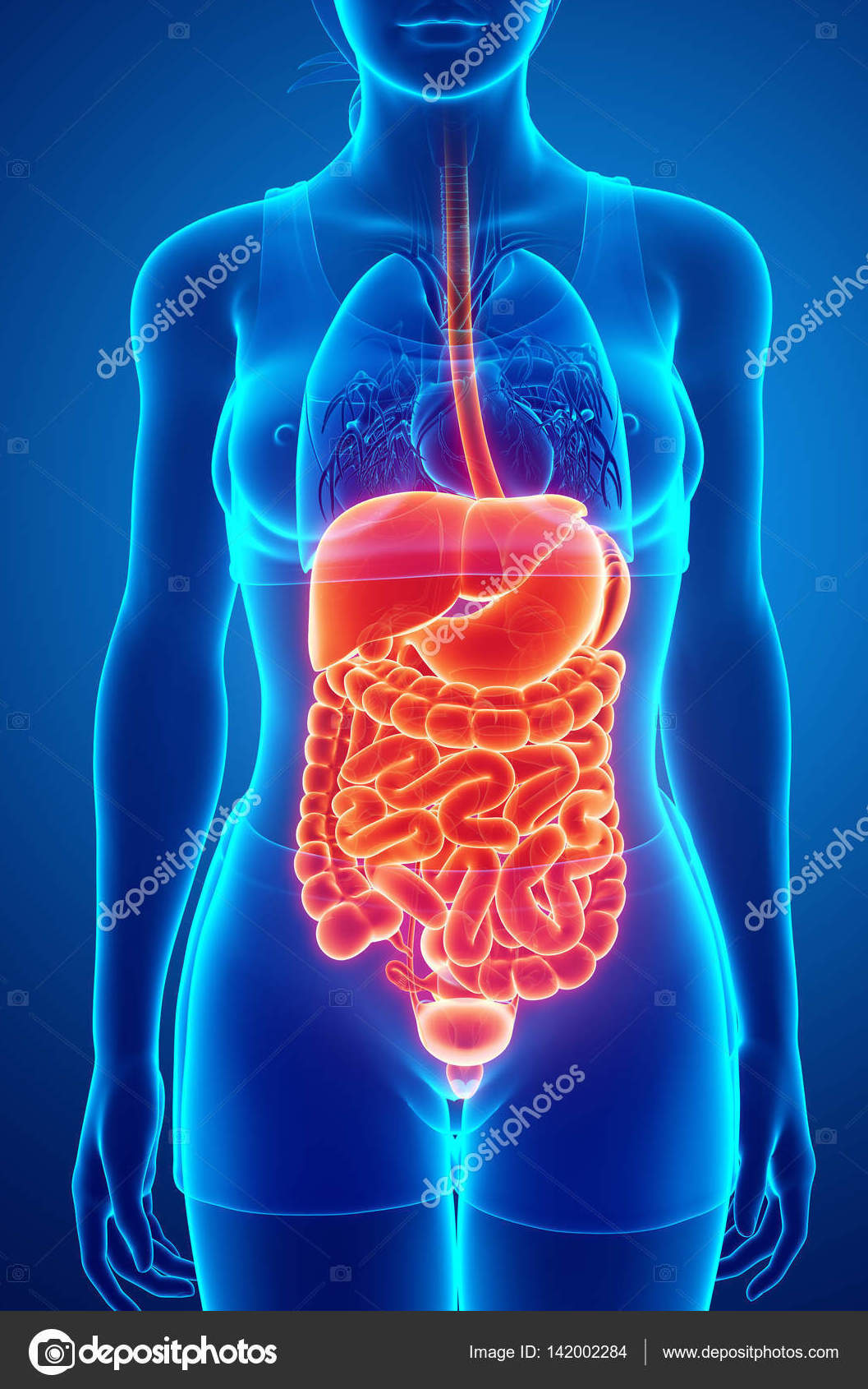 Dietoterapia: de Raices Rojas Dietoterapia: de Raices Rojas