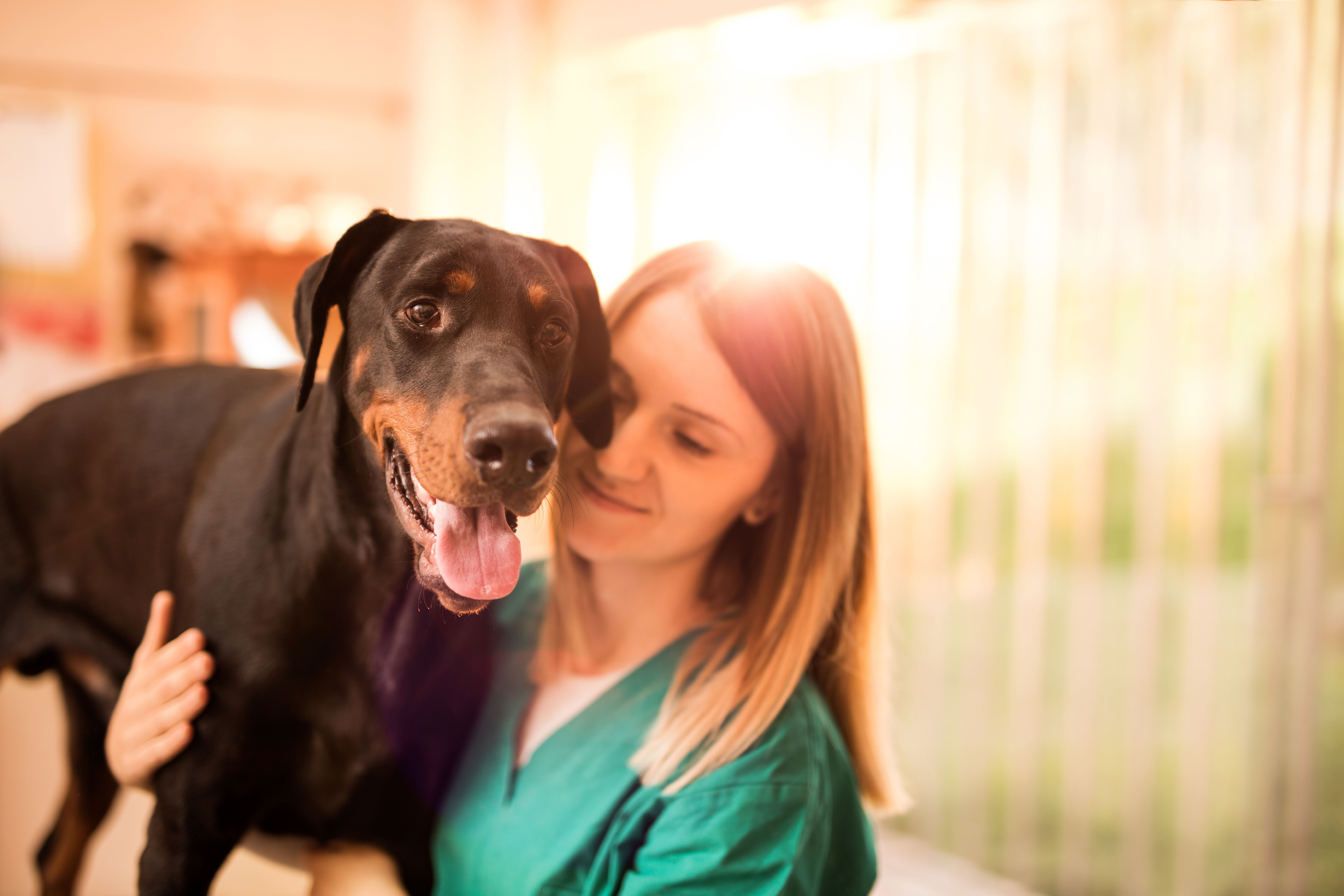 Consulta: Servicios de Serveis Veterinaris Esparreguera Consulta: Servicios de Serveis Veterinaris Esparreguera