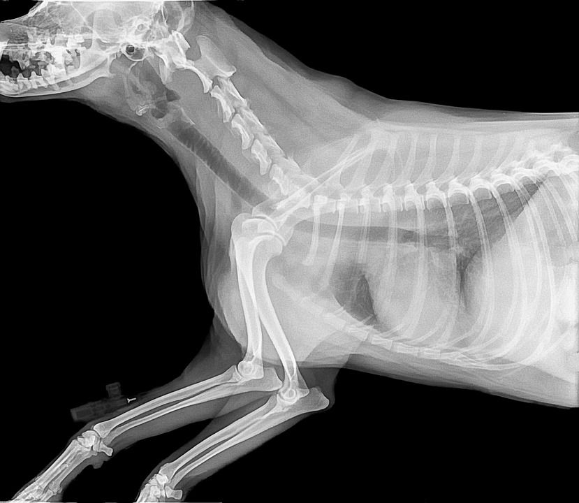 Radiografías y ecografías : Servicios de Serveis Veterinaris Esparreguera Radiografías y ecografías : Servicios de Serveis Veterinaris Esparreguera