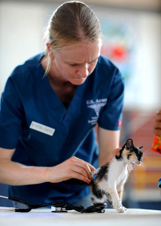 Análisis clínicos : Servicios de Serveis Veterinaris Esparreguera Análisis clínicos : Servicios de Serveis Veterinaris Esparreguera