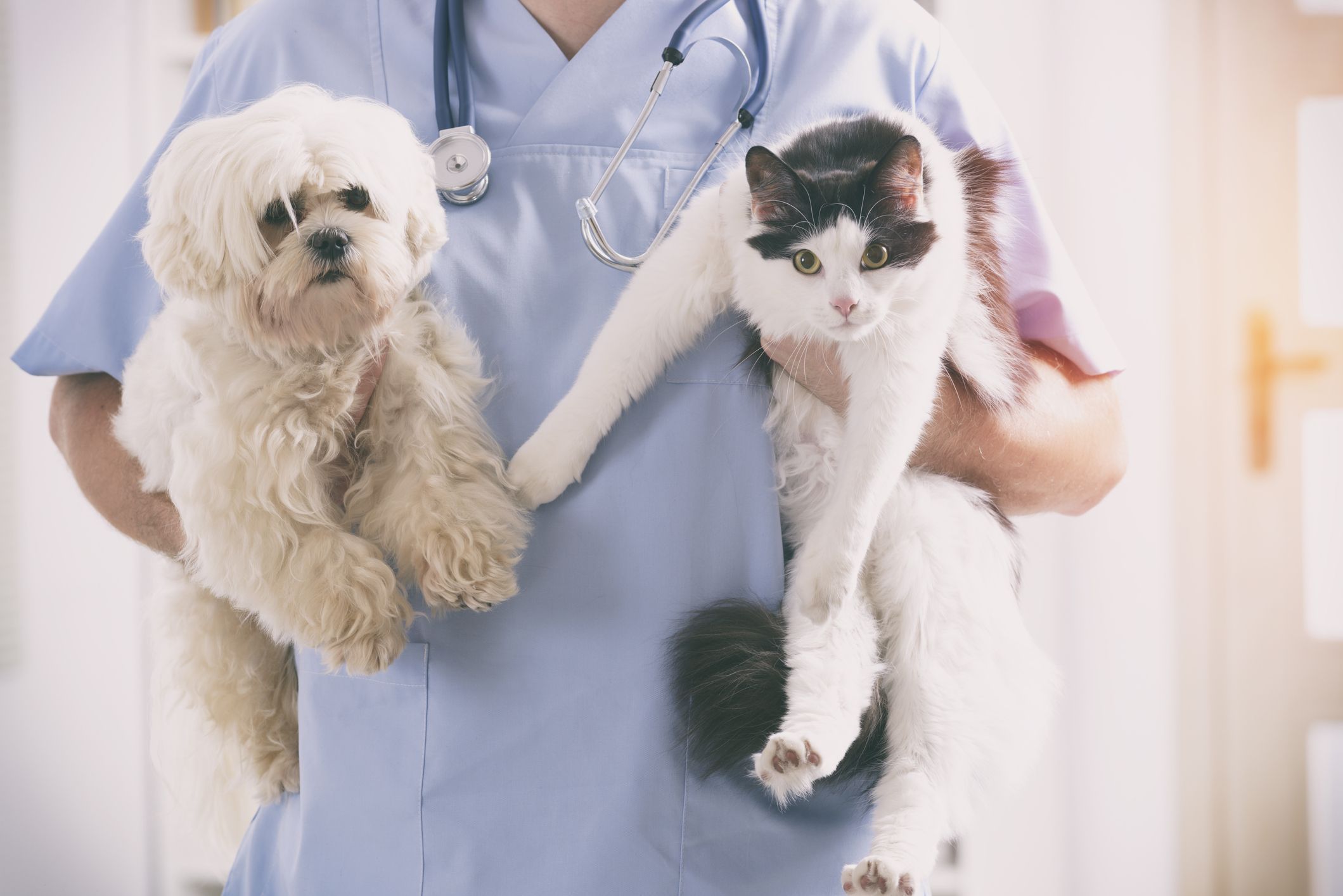 Urgencias 24 horas: Servicios de La Chopera Hospital Veterinario Urgencias 24 horas: Servicios de La Chopera Hospital Veterinario
