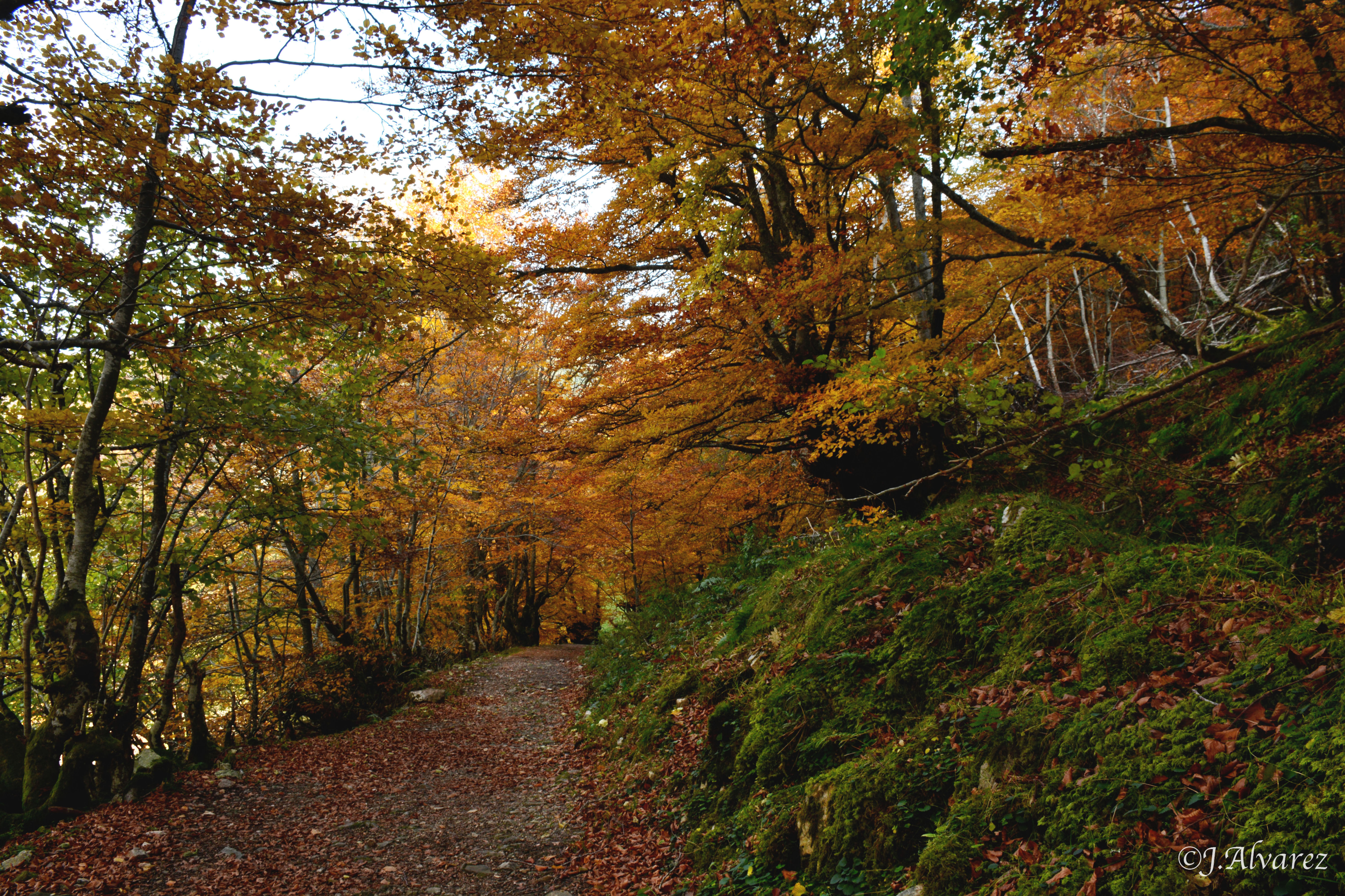 Paseo bosque Paseo bosque