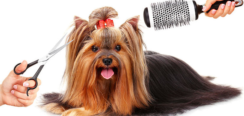 Deslanado , corte y baño de ozonoterapia: Tienda para Mascotas de Clínica Veterinaria Doble Dog Deslanado , corte y baño de ozonoterapia: Tienda para Mascotas de Clínica Veterinaria Doble Dog