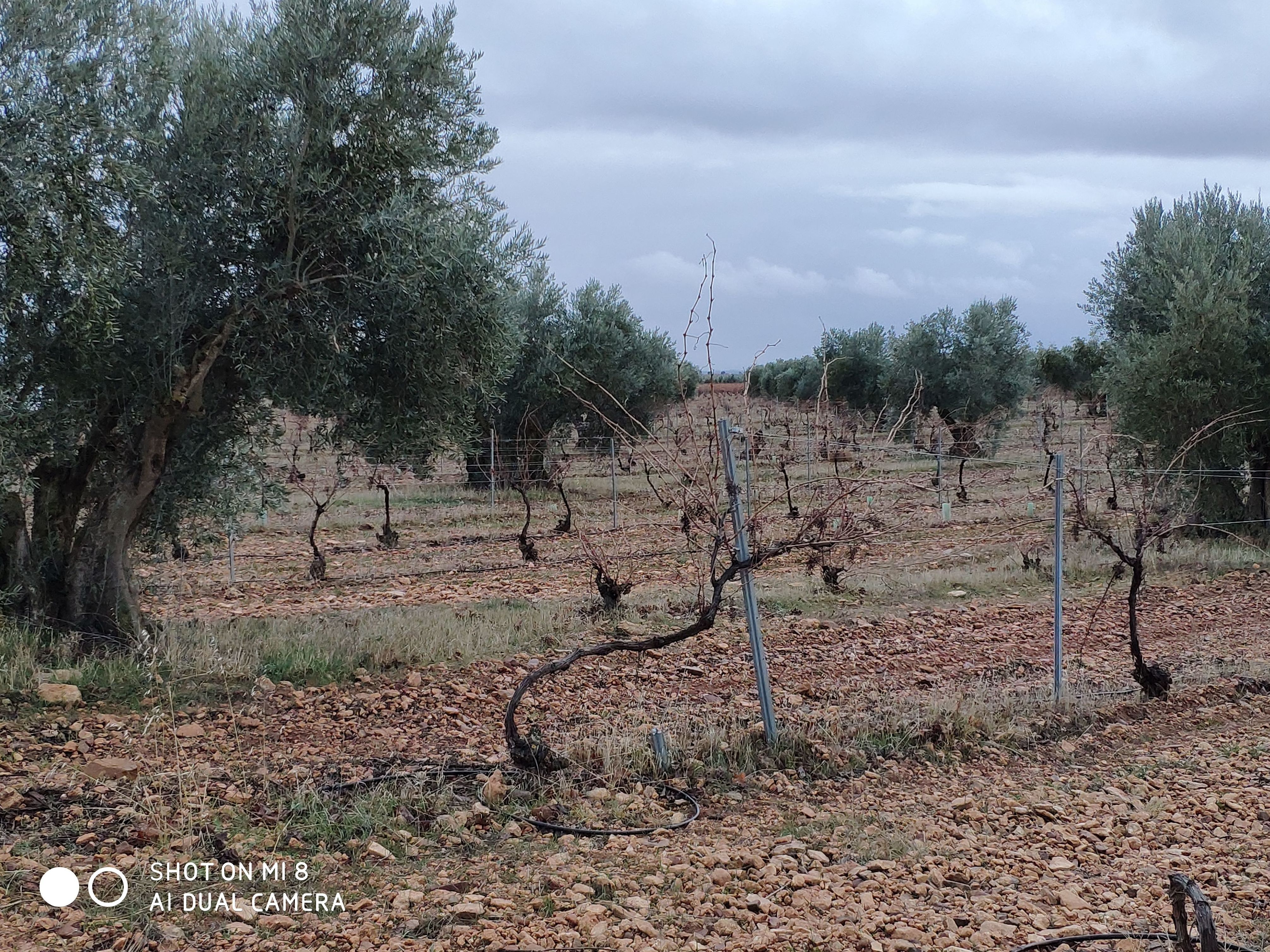 Venta de viña y olivos de regadio Puerto Lapice: Inmuebles Urbanos de ANTONIO ARAGONÉS DÍAZ PAVÓN Venta de viña y olivos de regadio Puerto Lapice: Inmuebles Urbanos de ANTONIO ARAGONÉS DÍAZ PAVÓN