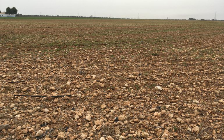 Finca de regadio paraje la Niña: Inmuebles Urbanos de ANTONIO ARAGONÉS DÍAZ PAVÓN Finca de regadio paraje la Niña: Inmuebles Urbanos de ANTONIO ARAGONÉS DÍAZ PAVÓN