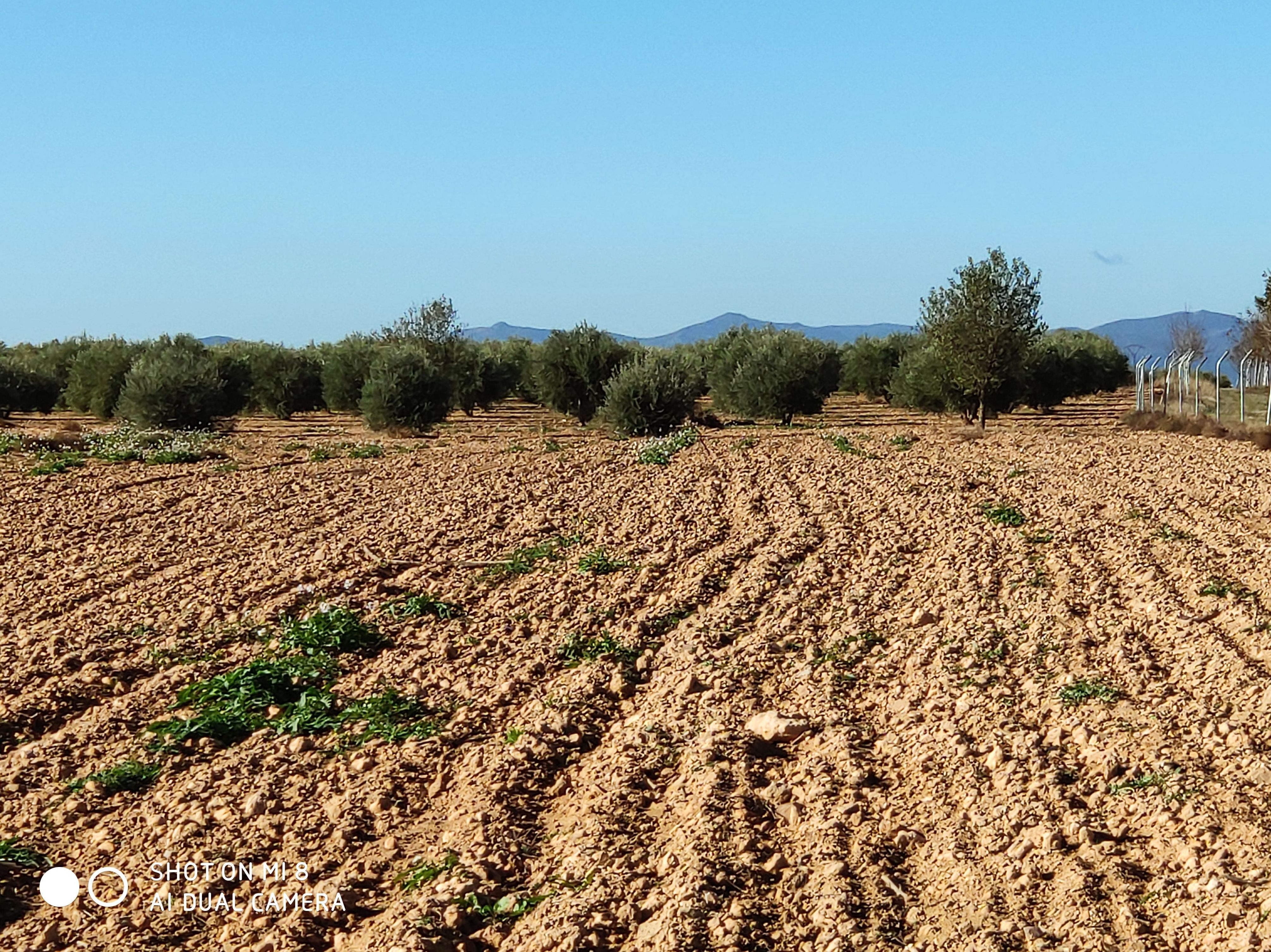 Venta de finca 4 hectáreas de regadio: Inmuebles Urbanos de ANTONIO ARAGONÉS DÍAZ PAVÓN Venta de finca 4 hectáreas de regadio: Inmuebles Urbanos de ANTONIO ARAGONÉS DÍAZ PAVÓN