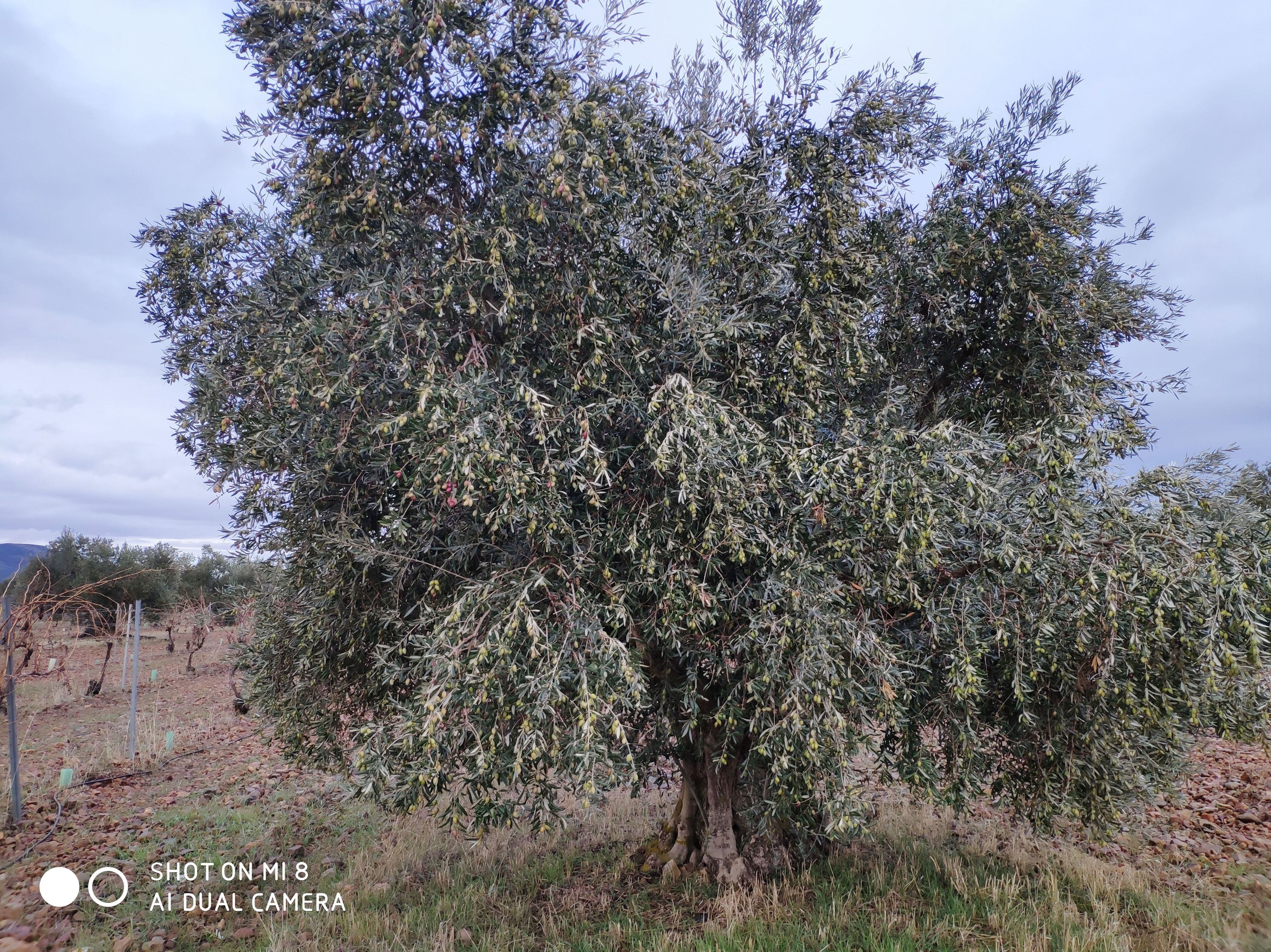 Venta de viña y olivos de regadio Puerto Lapice: Inmuebles Urbanos de ANTONIO ARAGONÉS DÍAZ PAVÓN Venta de viña y olivos de regadio Puerto Lapice: Inmuebles Urbanos de ANTONIO ARAGONÉS DÍAZ PAVÓN