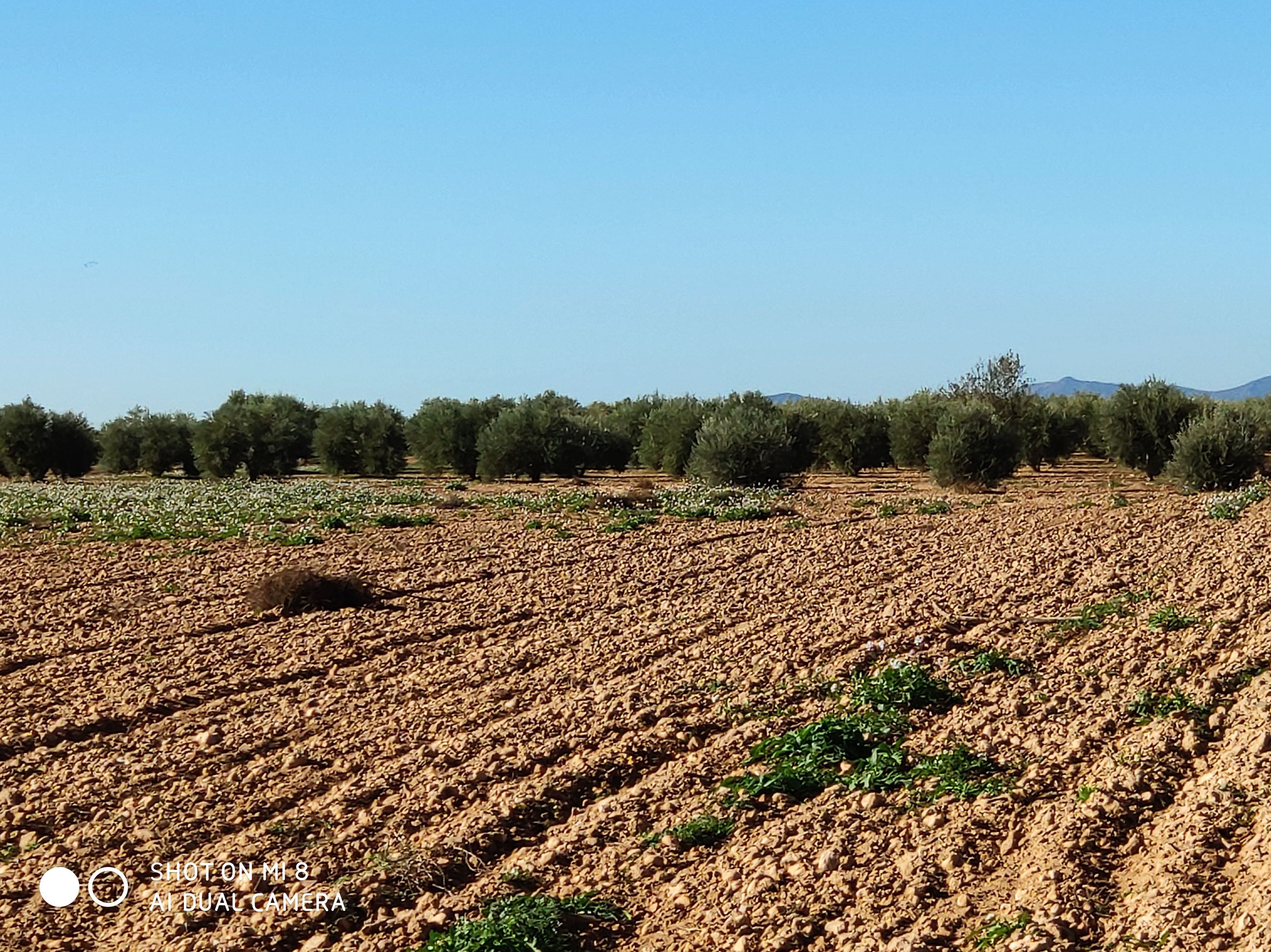 Venta de finca 4 hectáreas de regadio: Inmuebles Urbanos de ANTONIO ARAGONÉS DÍAZ PAVÓN Venta de finca 4 hectáreas de regadio: Inmuebles Urbanos de ANTONIO ARAGONÉS DÍAZ PAVÓN