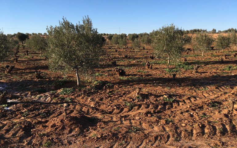 Viña terciada de olivos camino la Padriza: Inmuebles Urbanos de ANTONIO ARAGONÉS DÍAZ PAVÓN Viña terciada de olivos camino la Padriza: Inmuebles Urbanos de ANTONIO ARAGONÉS DÍAZ PAVÓN