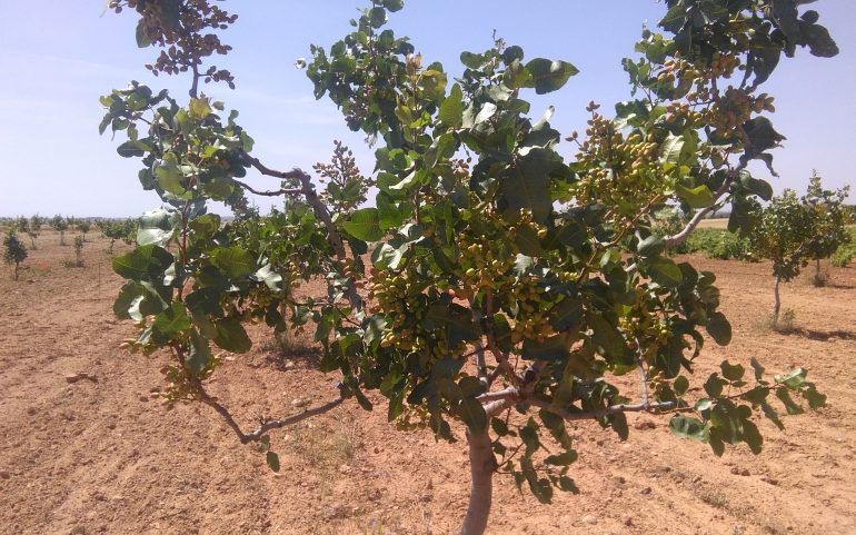 Venta de finca de pistachos: Inmuebles Urbanos de ANTONIO ARAGONÉS DÍAZ PAVÓN Venta de finca de pistachos: Inmuebles Urbanos de ANTONIO ARAGONÉS DÍAZ PAVÓN