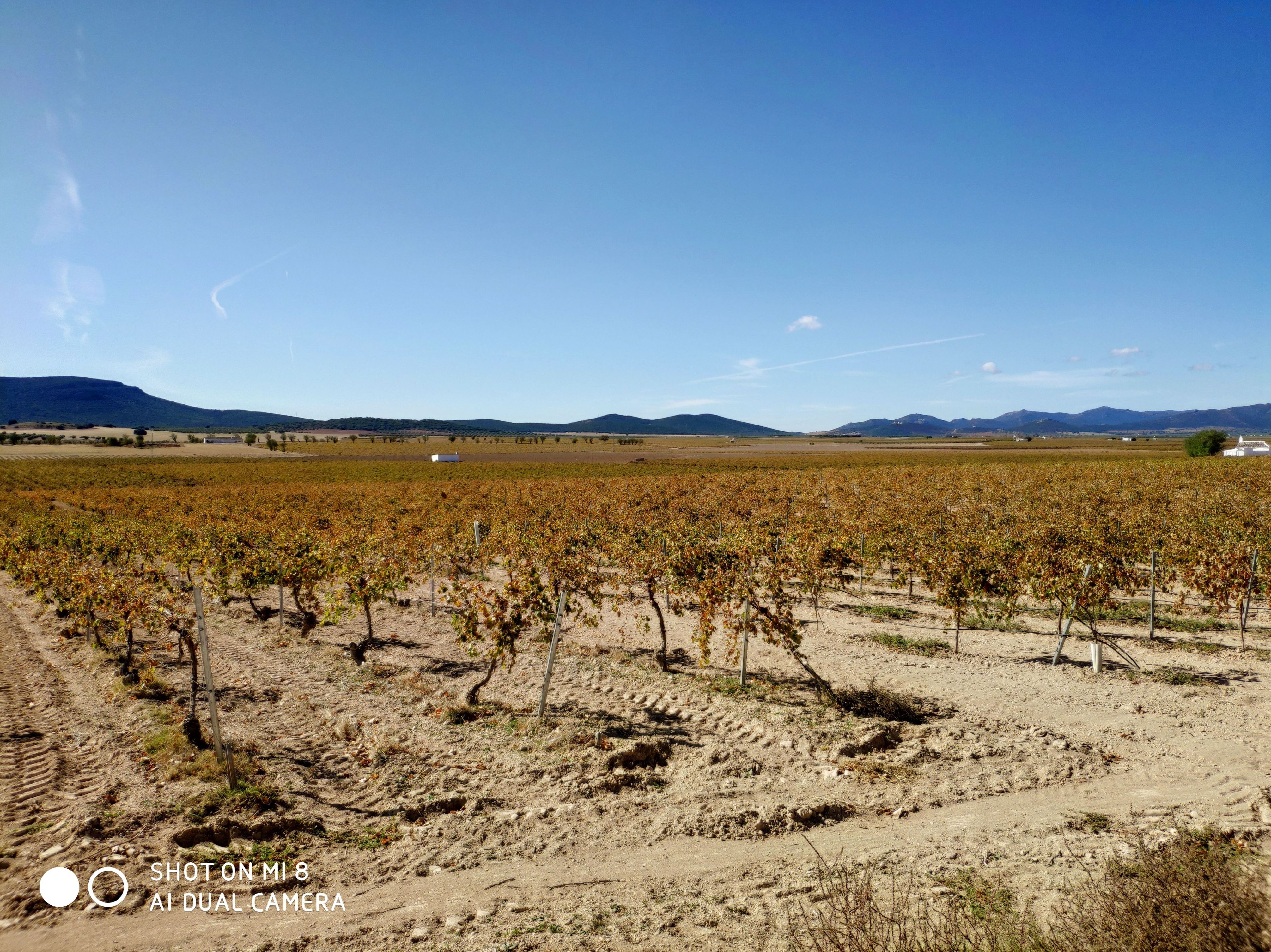Venta de viña en espalderas regadio: Inmuebles Urbanos de ANTONIO ARAGONÉS DÍAZ PAVÓN Venta de viña en espalderas regadio: Inmuebles Urbanos de ANTONIO ARAGONÉS DÍAZ PAVÓN