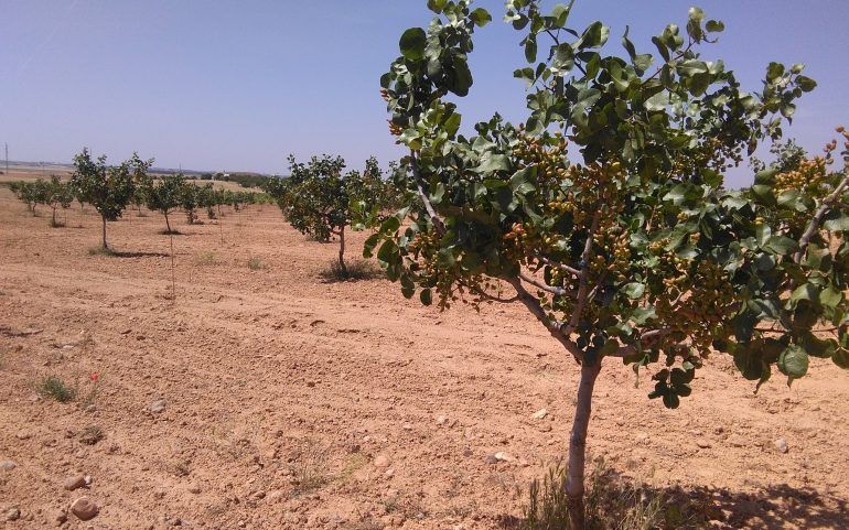 Venta de finca de pistachos: Inmuebles Urbanos de ANTONIO ARAGONÉS DÍAZ PAVÓN Venta de finca de pistachos: Inmuebles Urbanos de ANTONIO ARAGONÉS DÍAZ PAVÓN