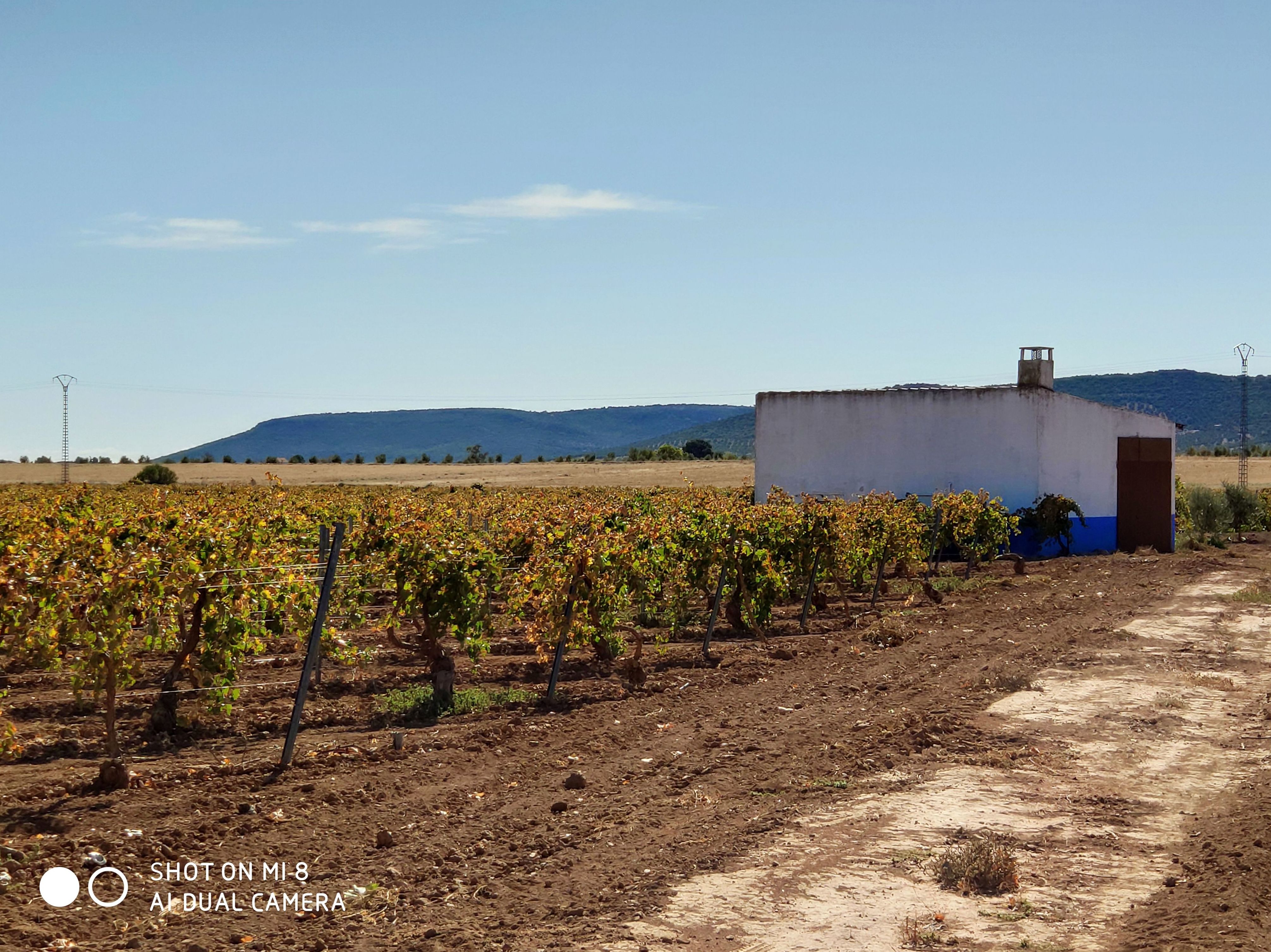 Venta de viña paraje Casas Juan Ramon: Inmuebles Urbanos de ANTONIO ARAGONÉS DÍAZ PAVÓN Venta de viña paraje Casas Juan Ramon: Inmuebles Urbanos de ANTONIO ARAGONÉS DÍAZ PAVÓN