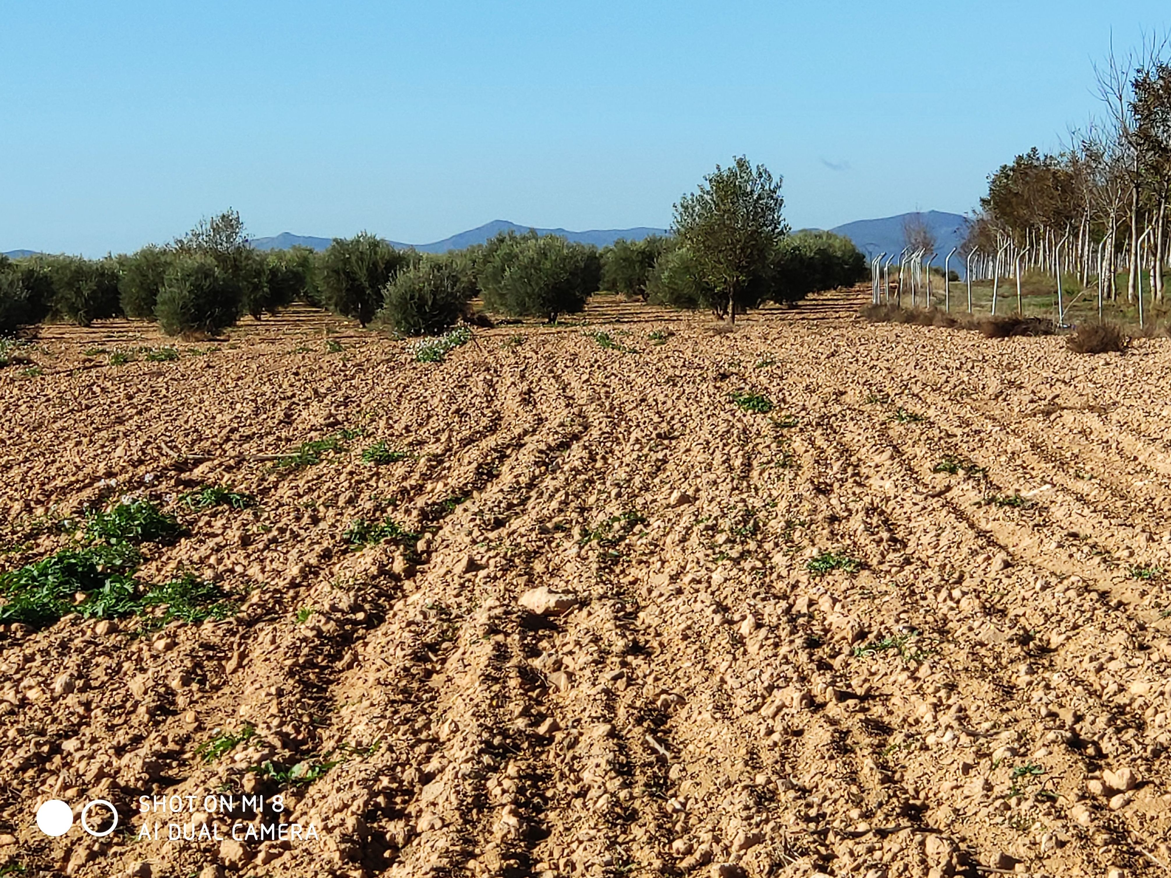 Venta de finca 4 hectáreas de regadio: Inmuebles Urbanos de ANTONIO ARAGONÉS DÍAZ PAVÓN Venta de finca 4 hectáreas de regadio: Inmuebles Urbanos de ANTONIO ARAGONÉS DÍAZ PAVÓN