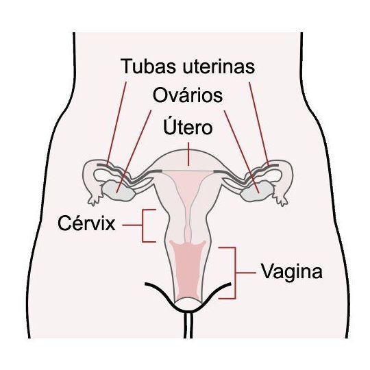 Miomas uterinos: Nuestros Tratamientos de Clínica Ginecológica Dr. Silva Miomas uterinos: Nuestros Tratamientos de Clínica Ginecológica Dr. Silva