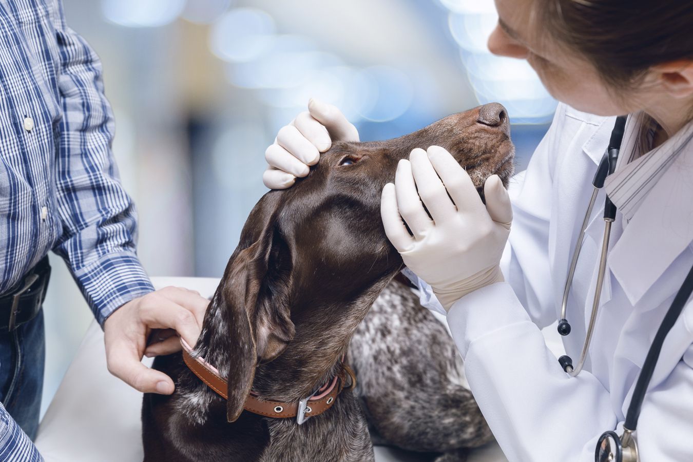 Urgencias veterinarias en Villaverde, Madrid
