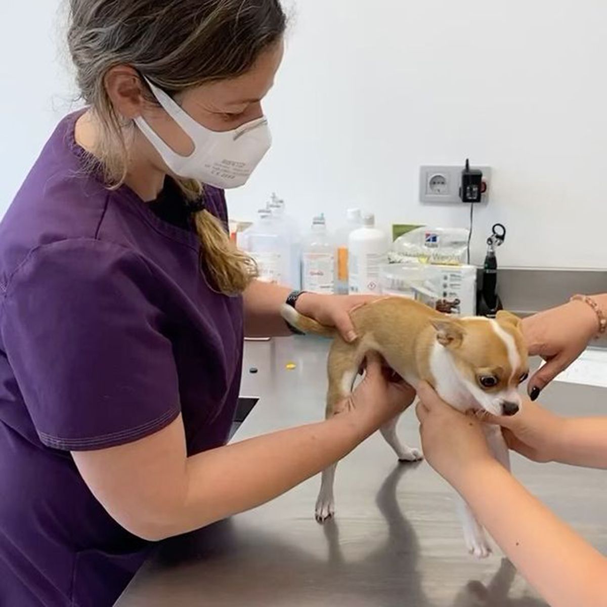 Consulta veterinaria en Valencia