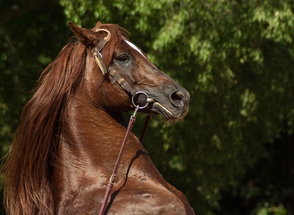Classic Dressage: Services de Equestrian Club El Alamo Classic Dressage: Services de Equestrian Club El Alamo