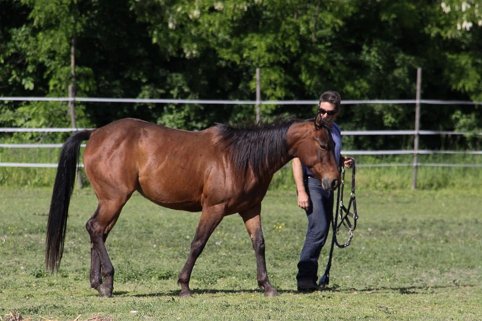 Classic Dressage: Services de Equestrian Club El Alamo Classic Dressage: Services de Equestrian Club El Alamo