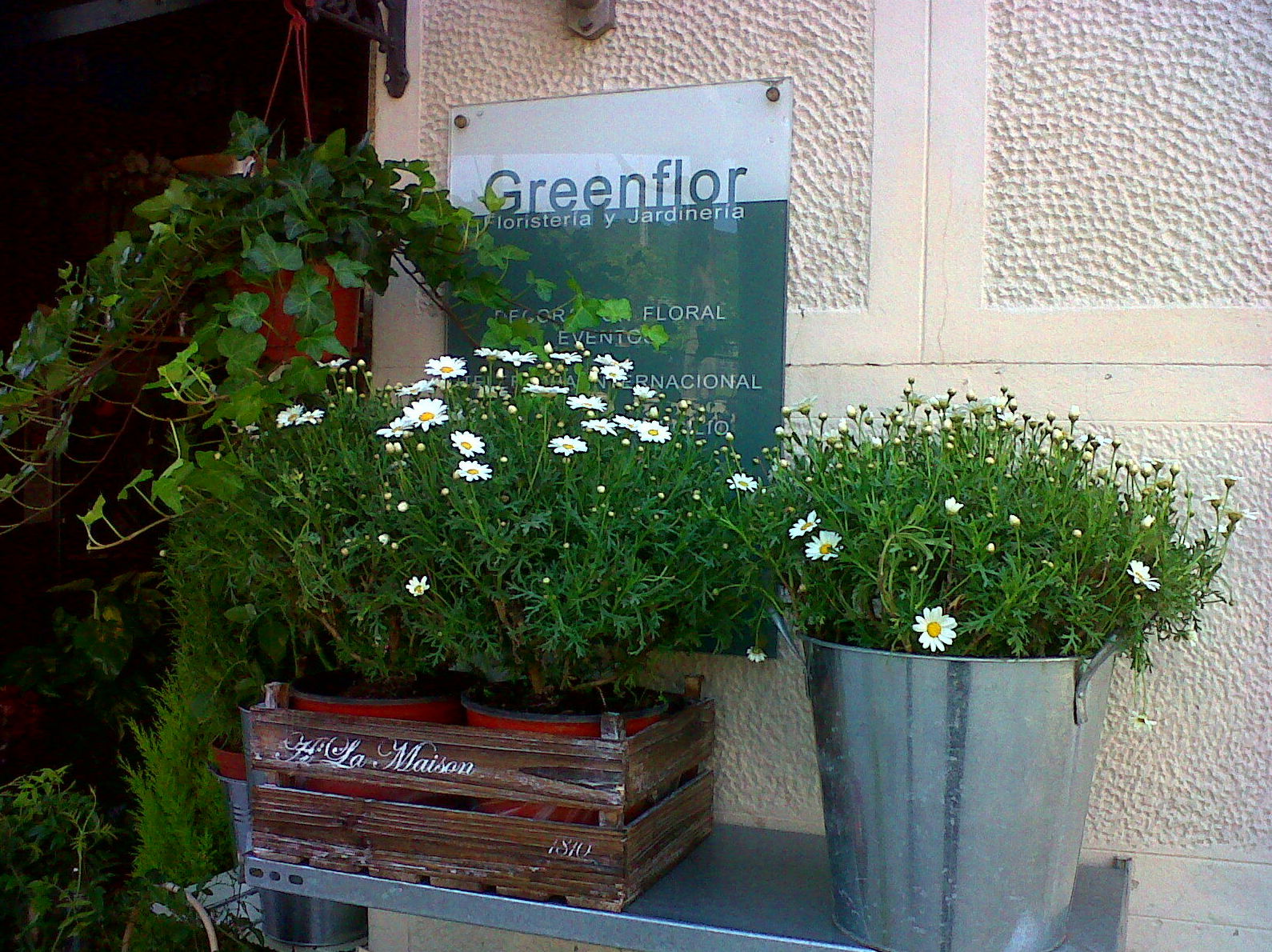 Greenflor Barcelona - Floristería y jardinería