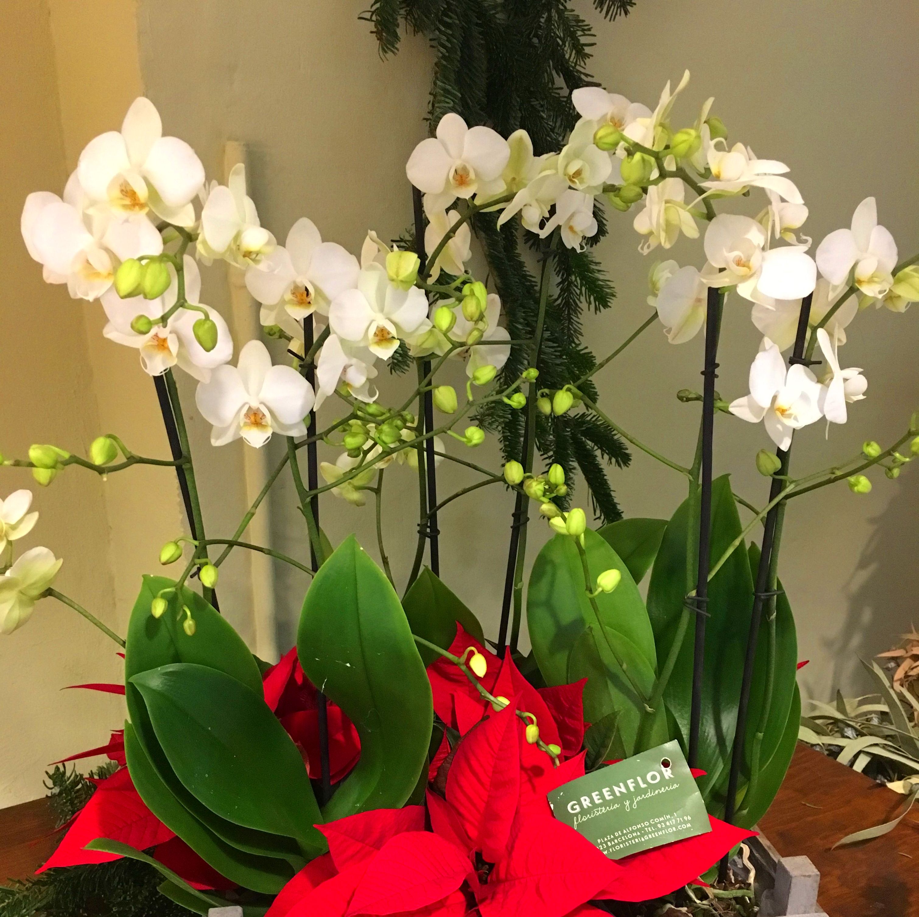 *Cesta variada Navidad. *Cesta variada Navidad.