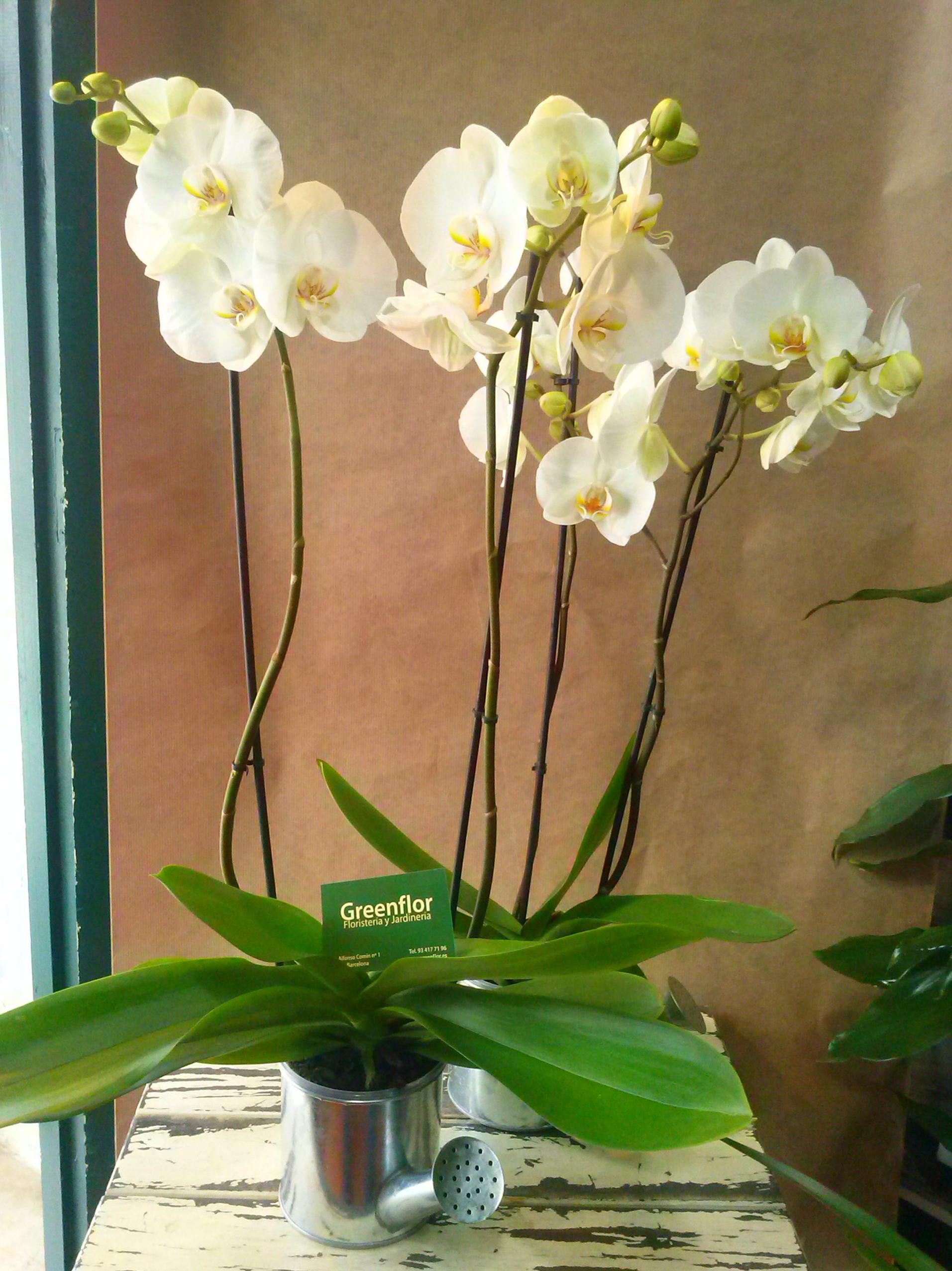Phalenopsis de dos varas de flor. Phalenopsis de dos varas de flor.