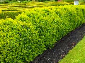 Jardineria.: Productos y servicios de Greenflor Jardineria.: Productos y servicios de Greenflor