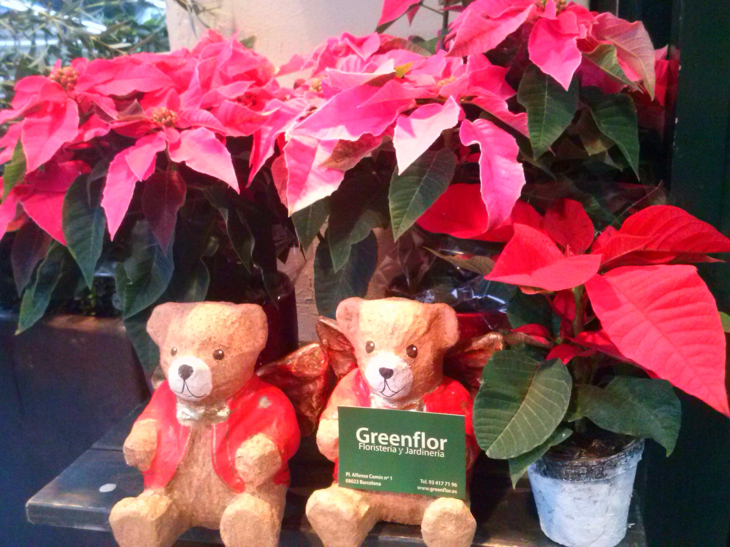 Poinsettias.: Productos y servicios de Greenflor Poinsettias.: Productos y servicios de Greenflor