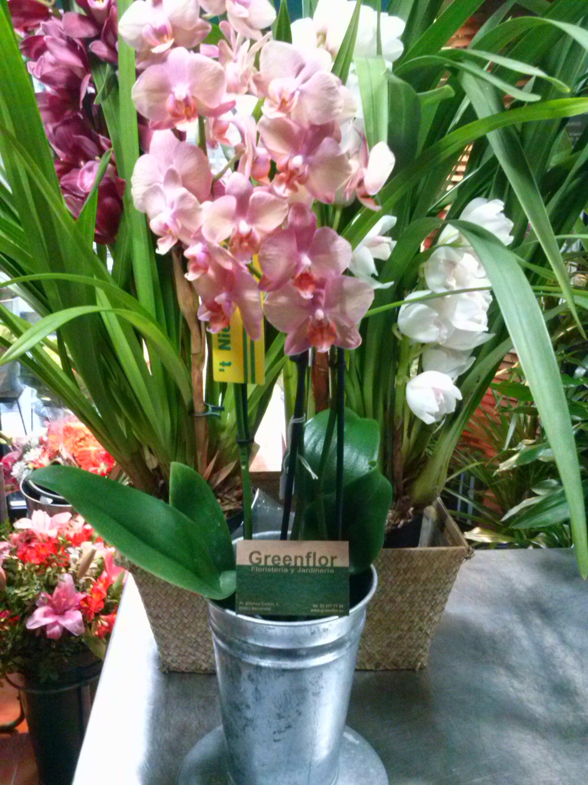 Cimbidiums.: Productos y servicios de Greenflor Cimbidiums.: Productos y servicios de Greenflor
