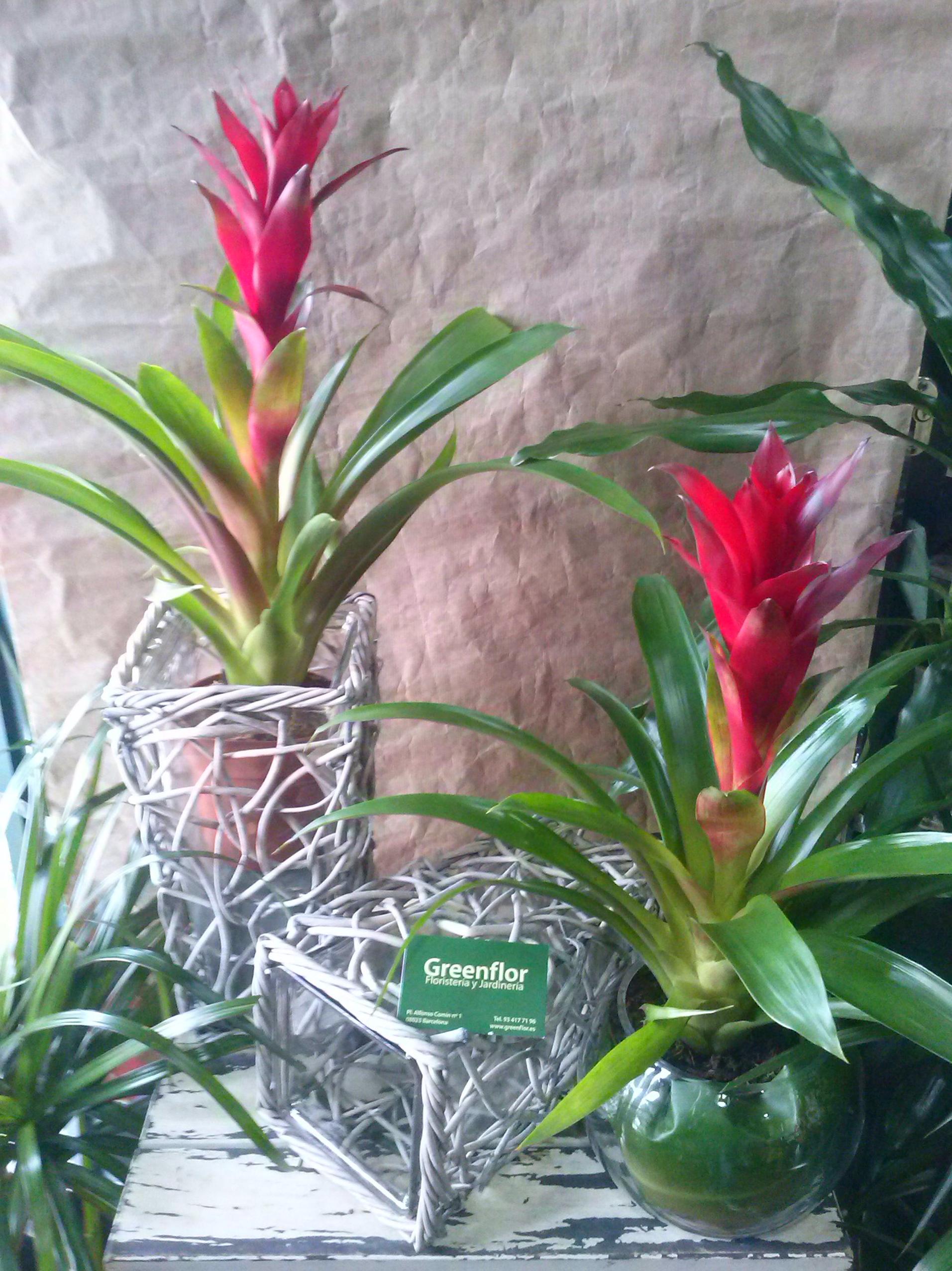 Guzmania. Guzmania.
