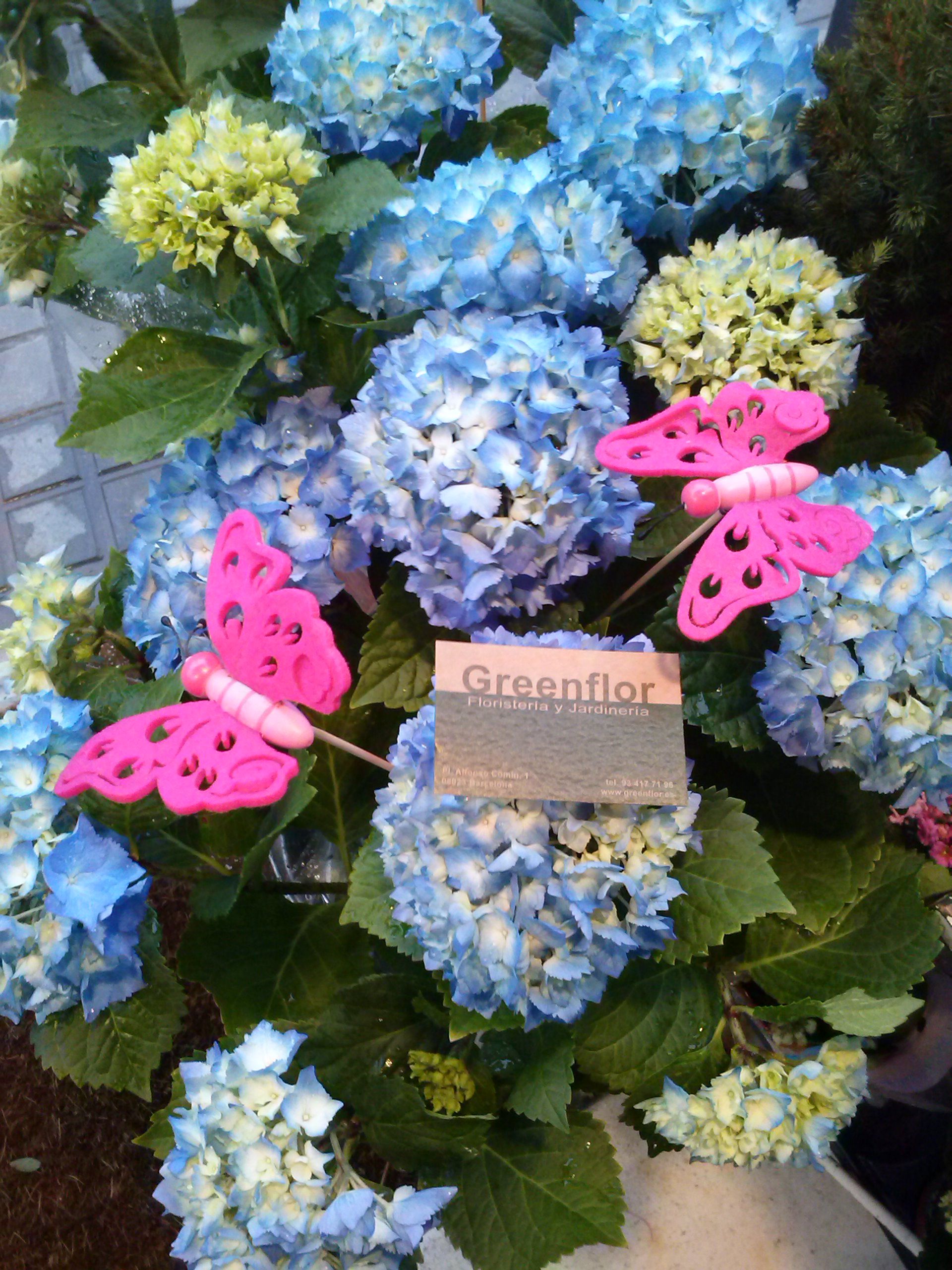 Hortensias.: Productos y servicios de Greenflor Hortensias.: Productos y servicios de Greenflor