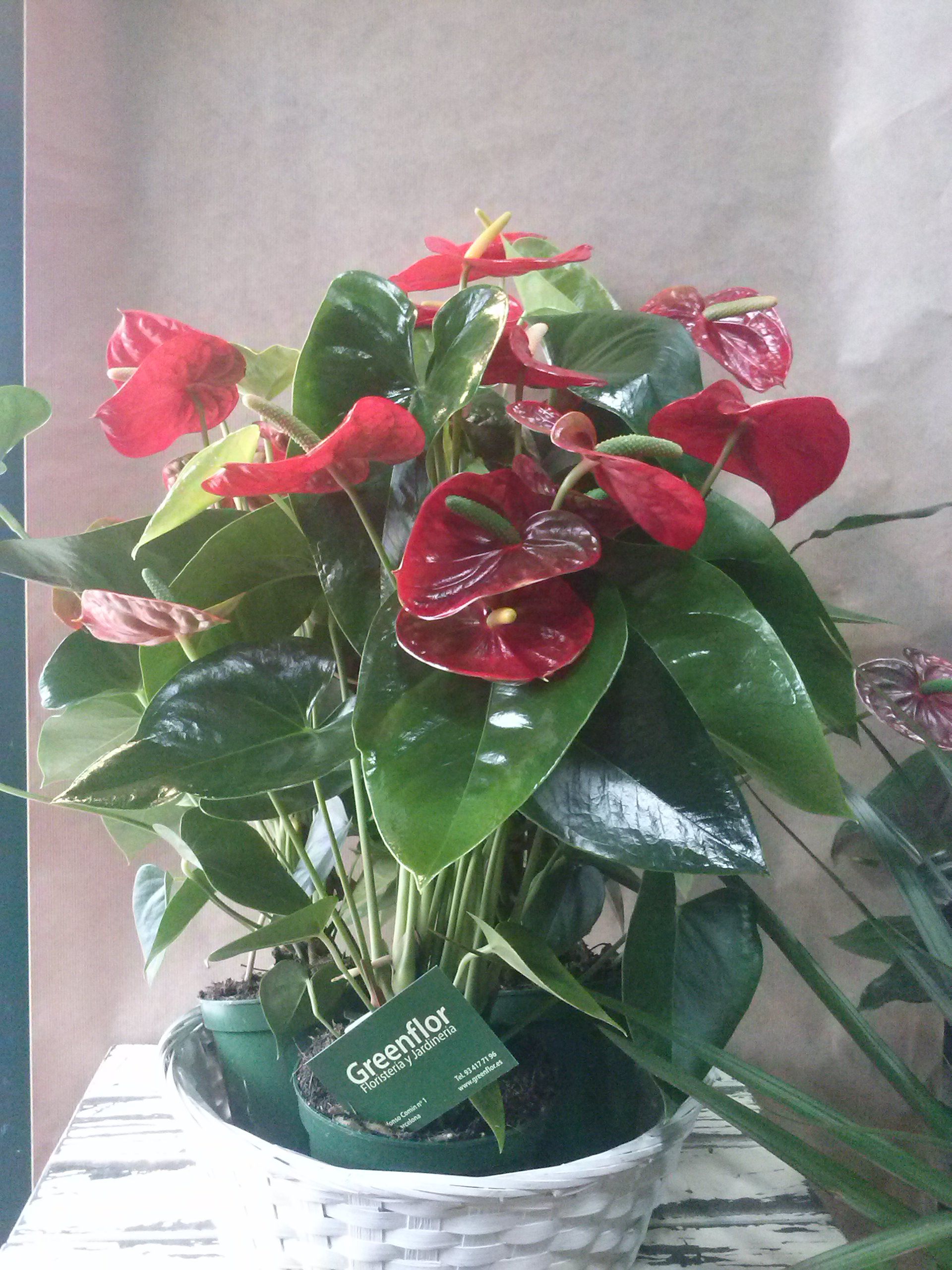 Anthurium.: Productos y servicios de Greenflor Anthurium.: Productos y servicios de Greenflor