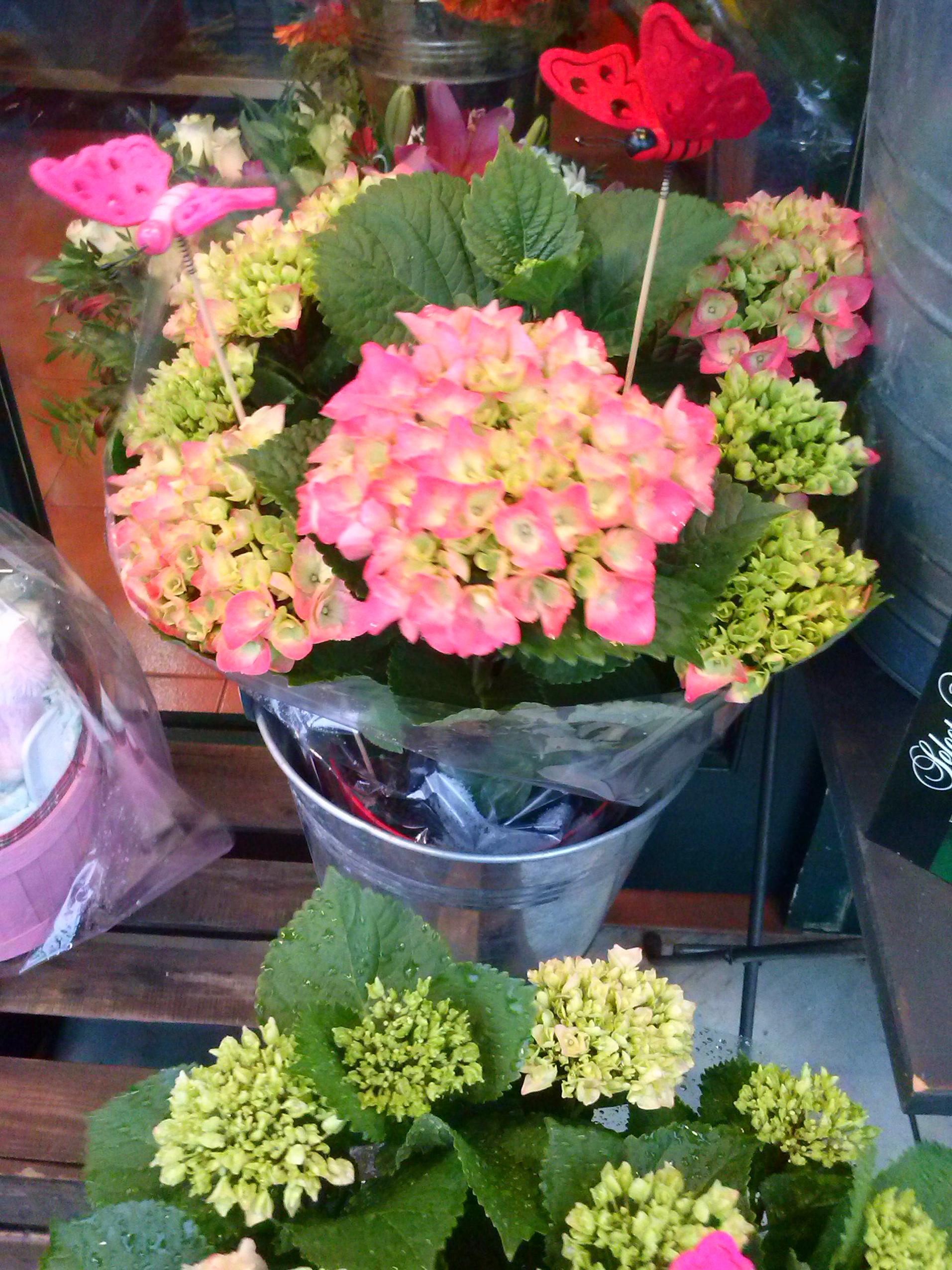 Hortensia rosa. Hortensia rosa.