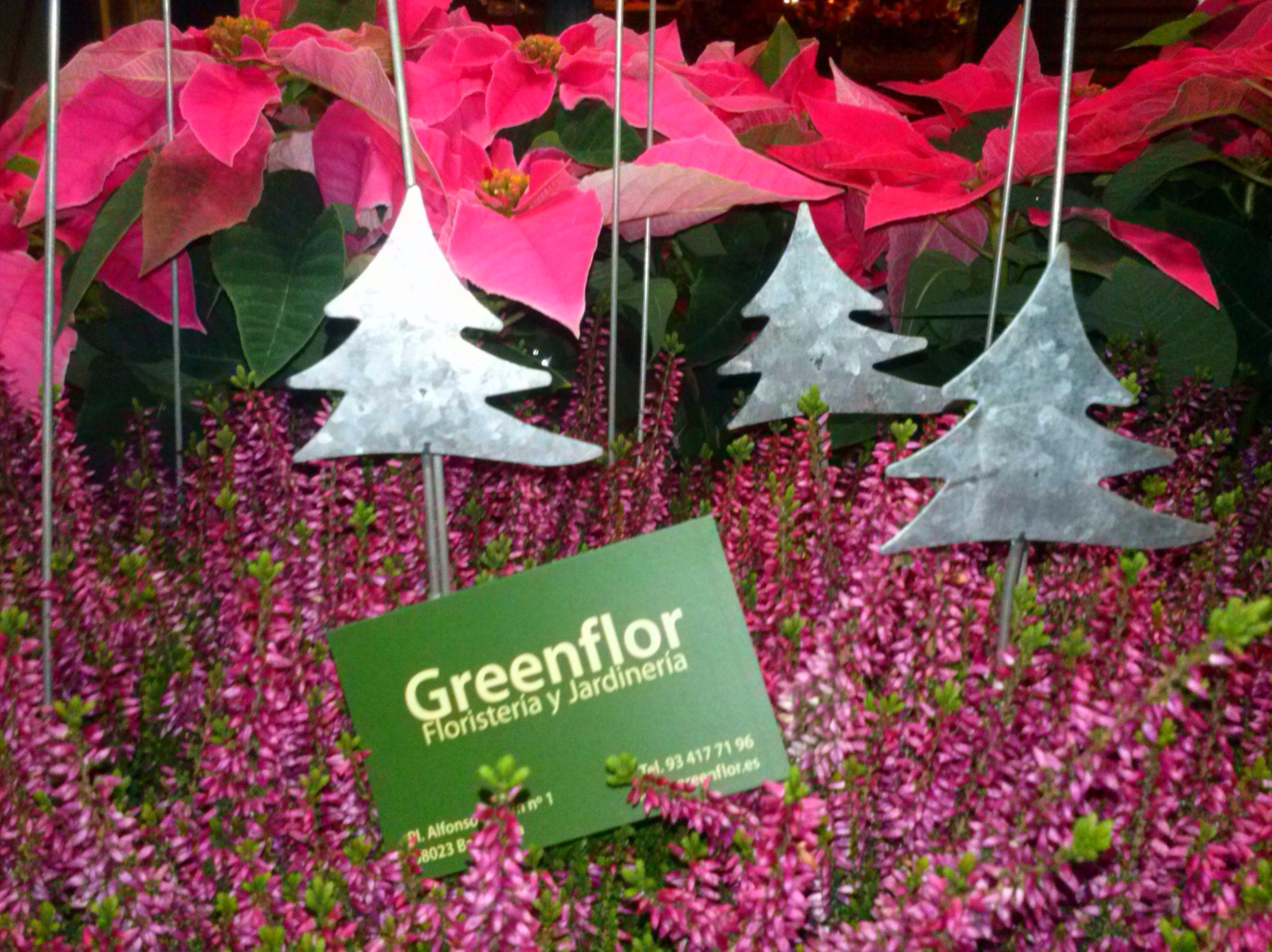 Plantas de Navidad. Plantas de Navidad.
