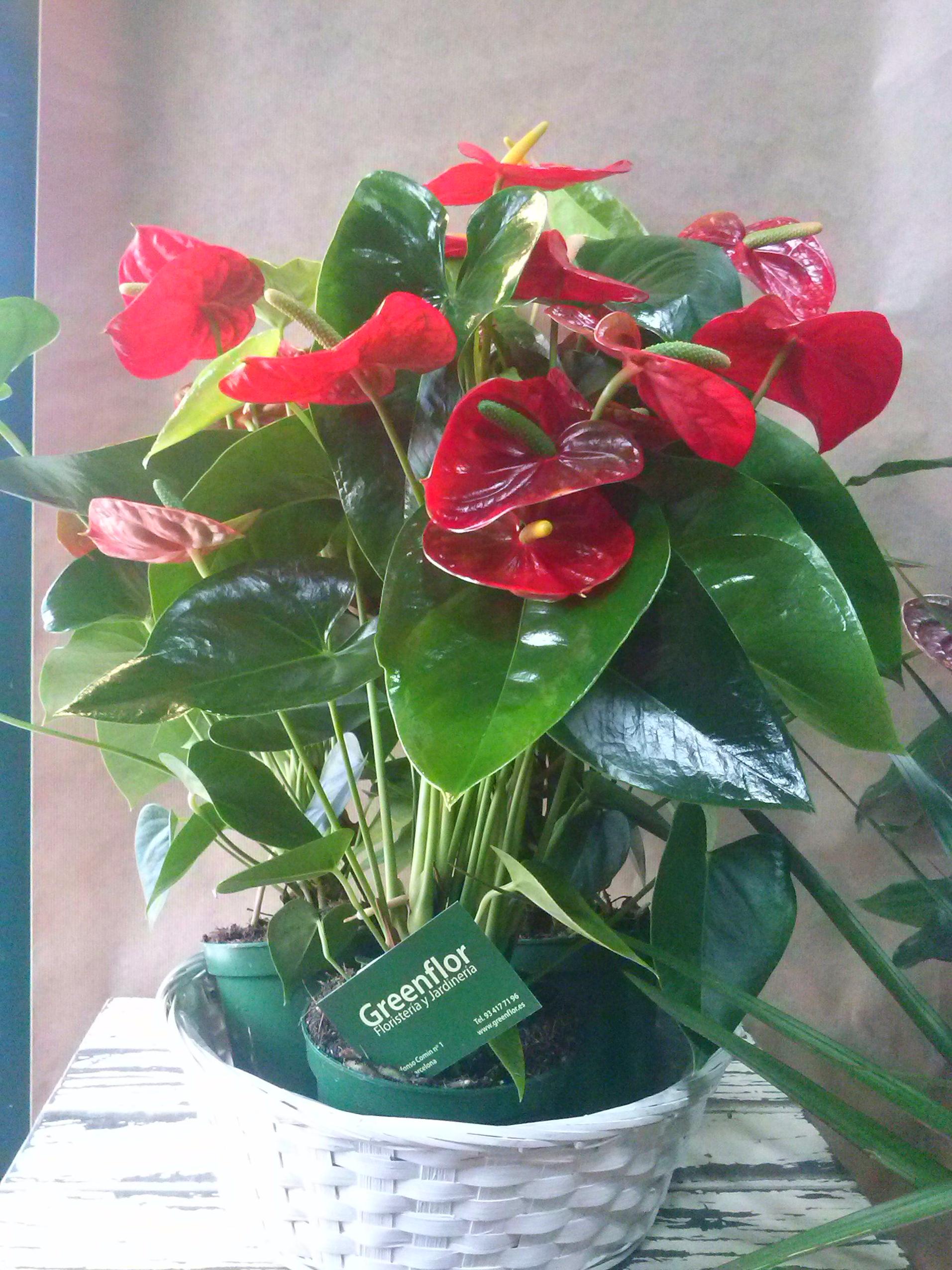 Anthurium rojo. Anthurium rojo.