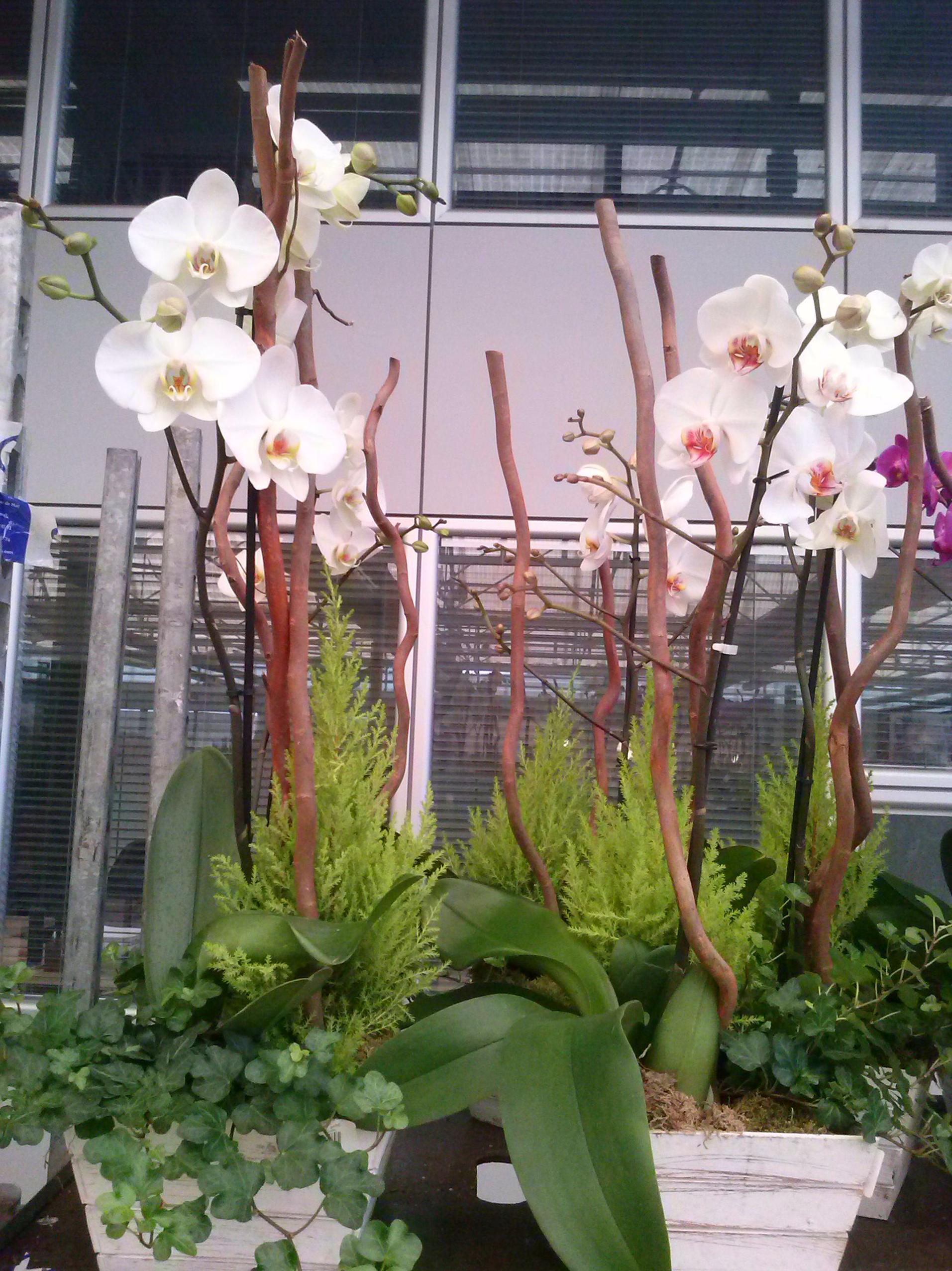 Centro de plantas variadas con orquideas. Centro de plantas variadas con orquideas.