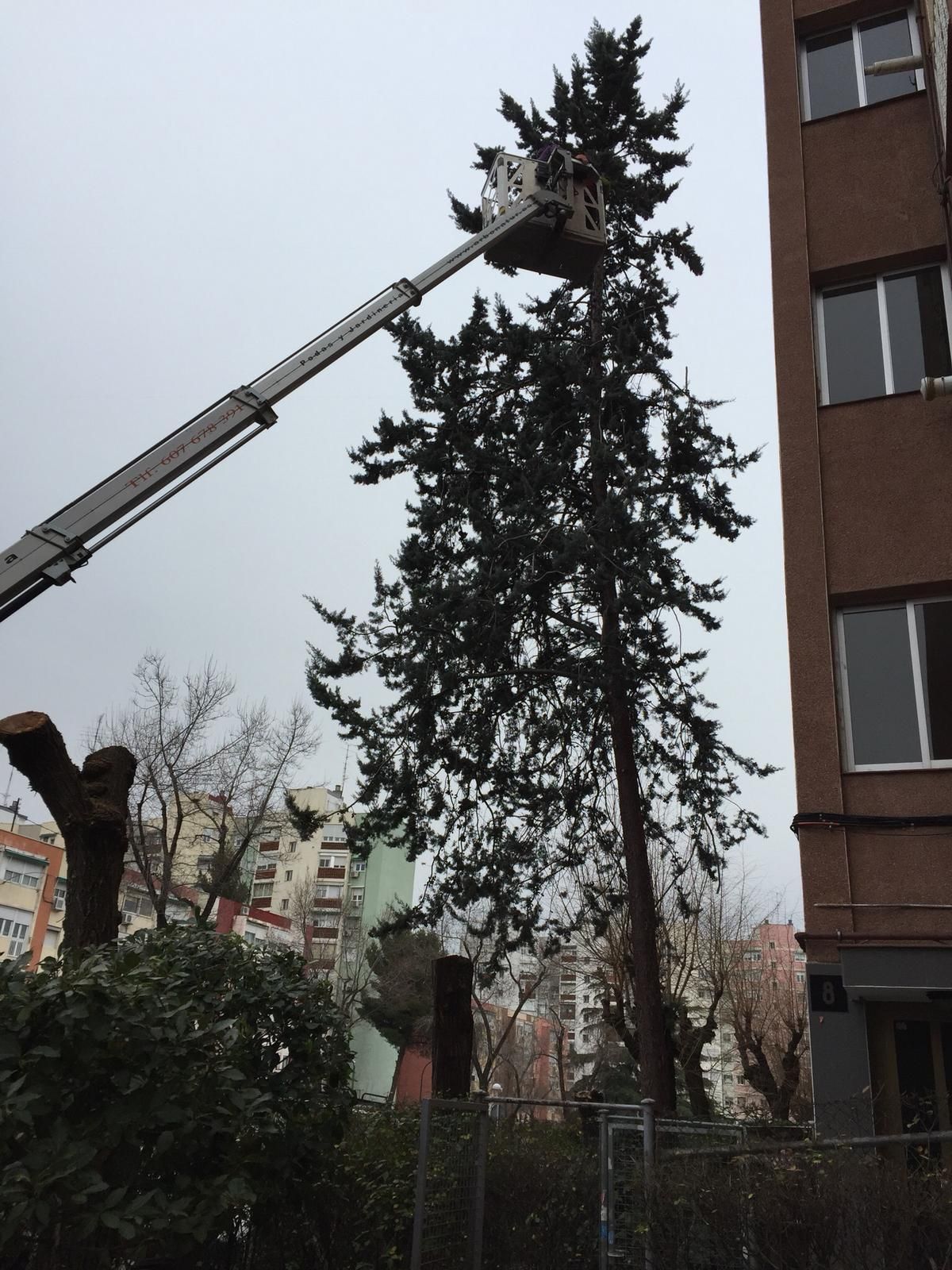 Poda en altura en Hortaleza Madrid