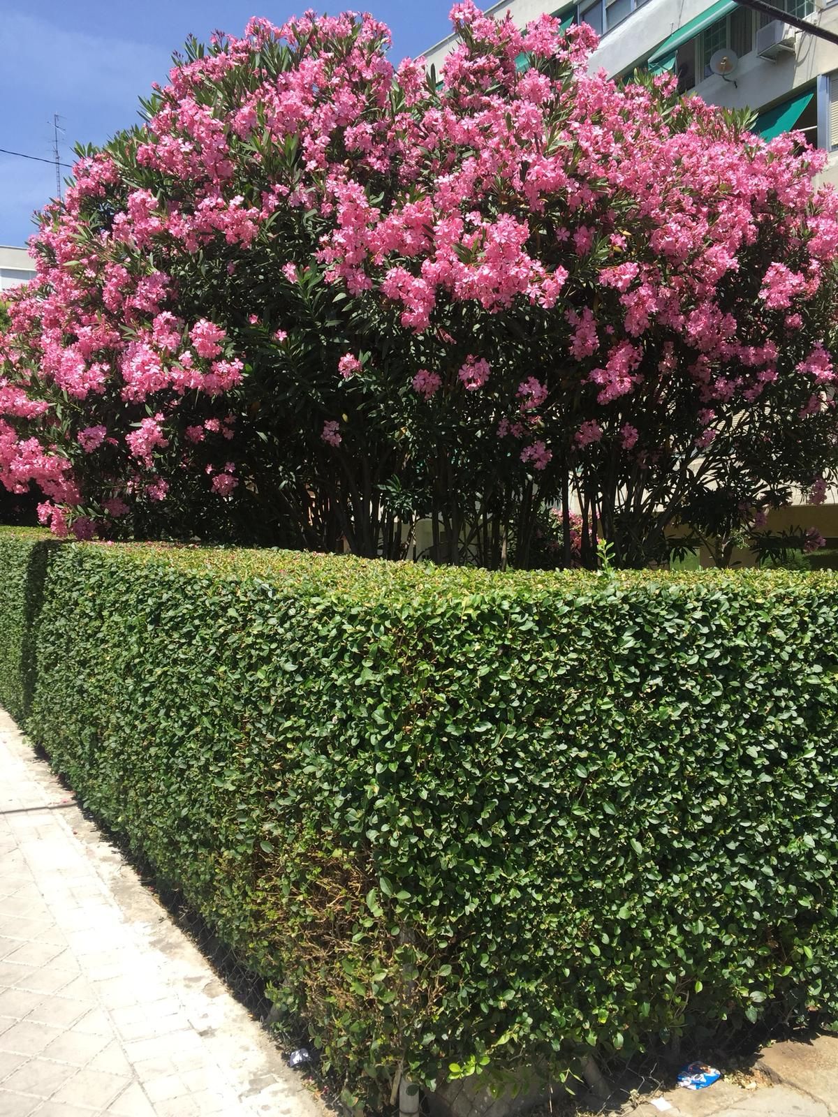 Mantenimiento de jardines en Alcobendas