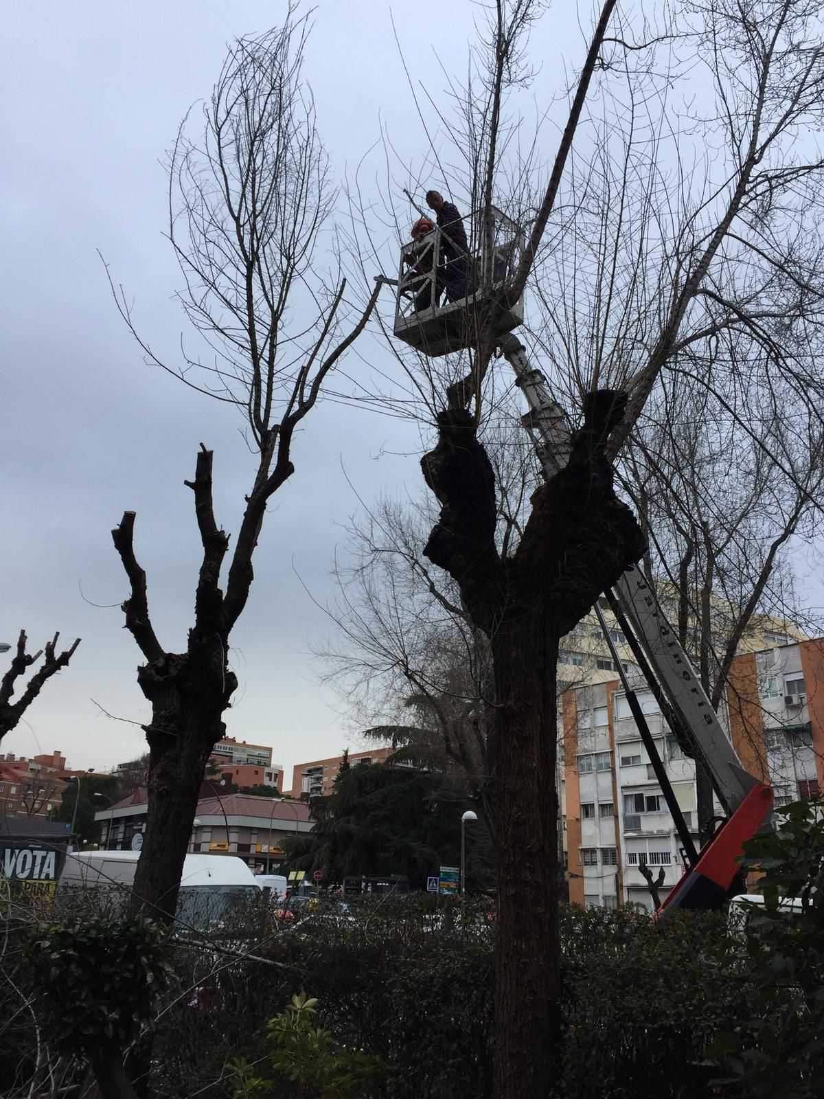 Empresas de jardineros en Sanchinarro, Hortaleza