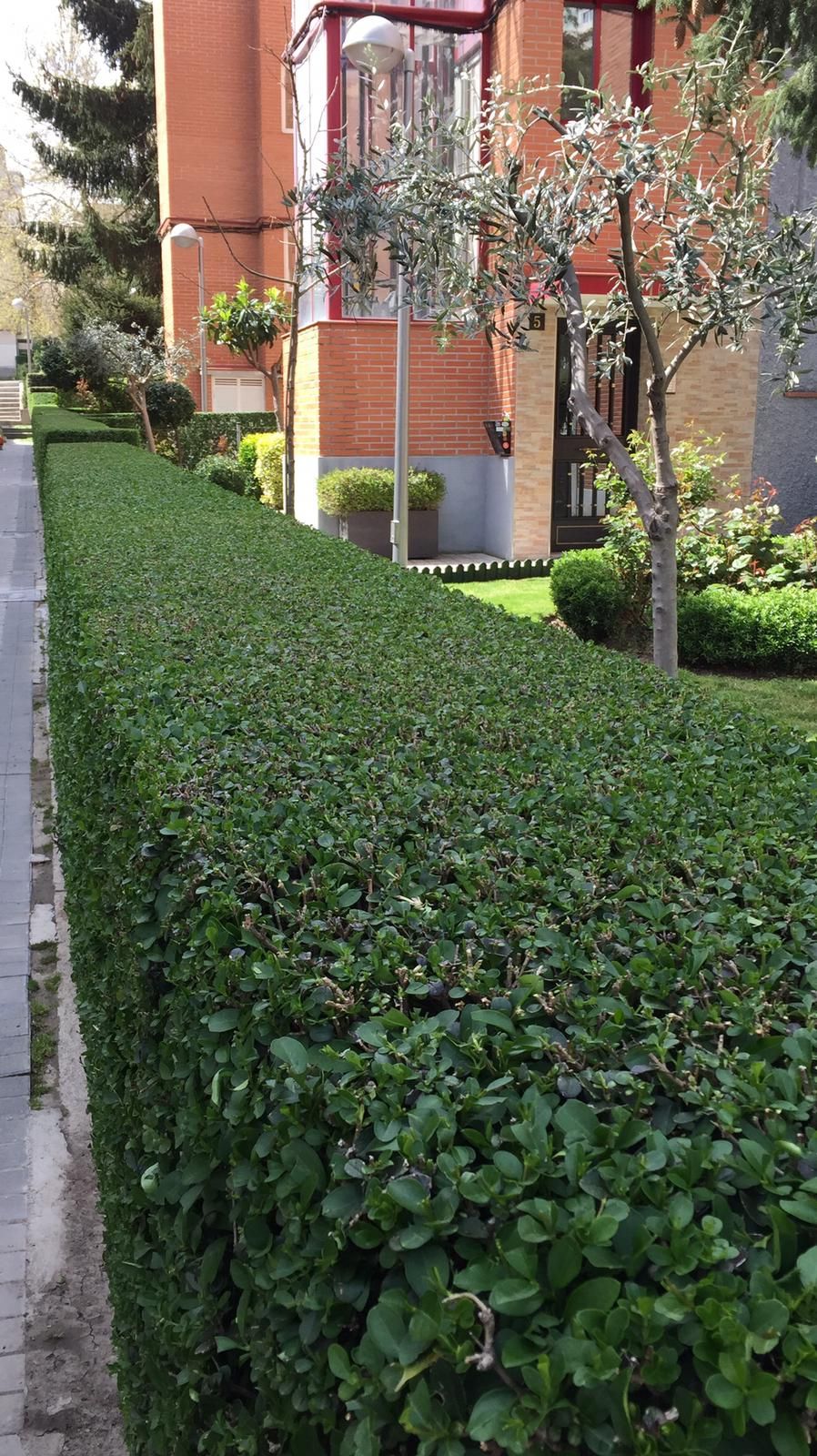 Mantenimiento de jardines en Hortaleza Madrid
