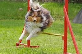 Guardería canina Valencia Guardería canina Valencia