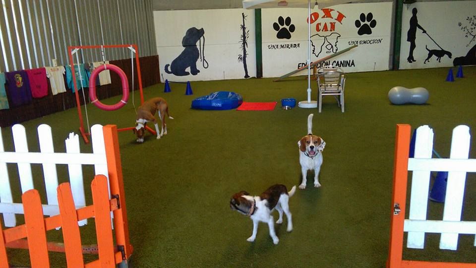 Cursos de Obediencia: Servicios de Centro Canino Oxican Cursos de Obediencia: Servicios de Centro Canino Oxican
