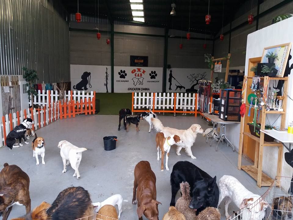 Guardería: Servicios de Centro Canino Oxican Guardería: Servicios de Centro Canino Oxican