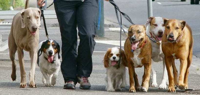 Guardería canina Valencia Guardería canina Valencia